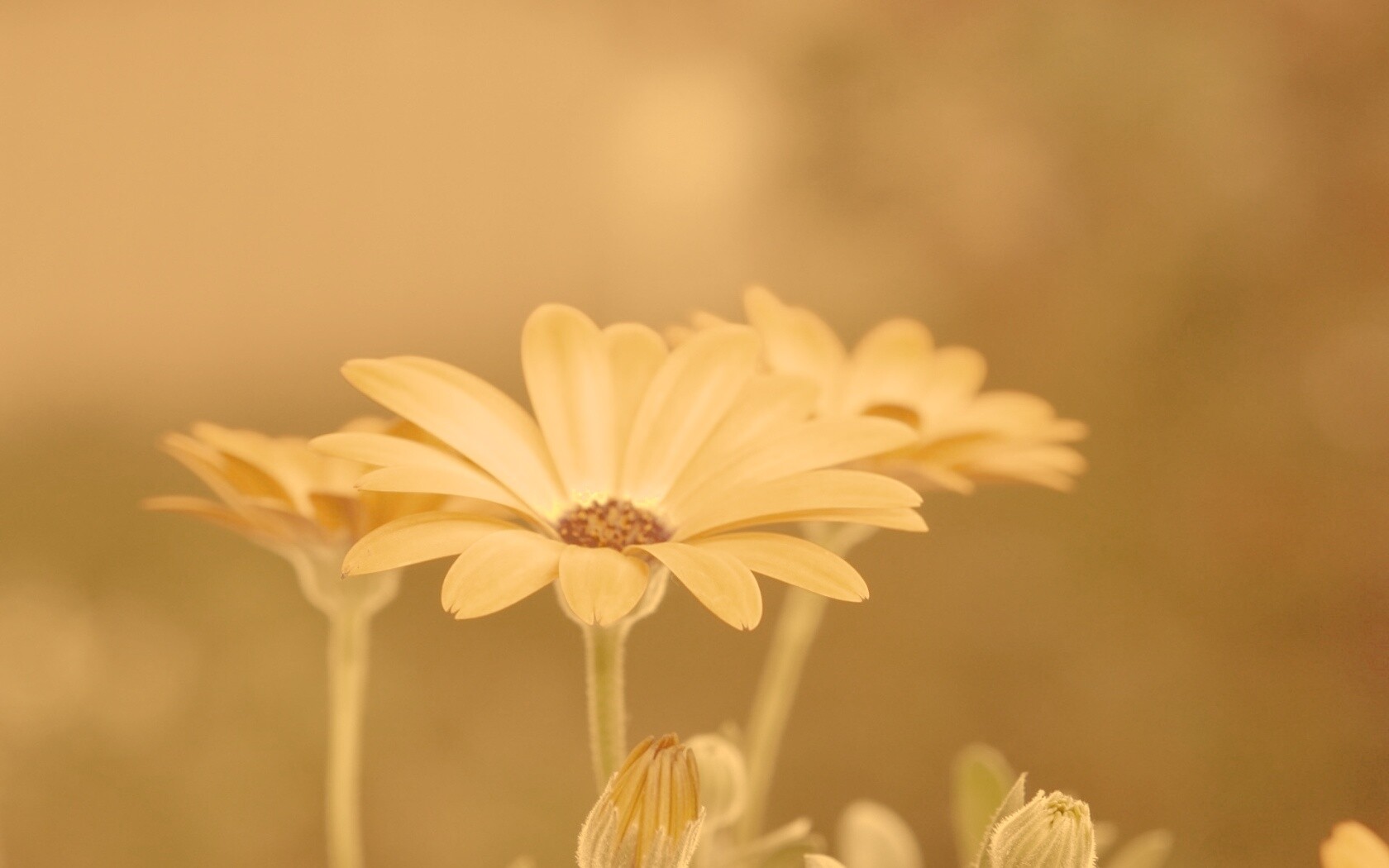 Три желтых цветка обои