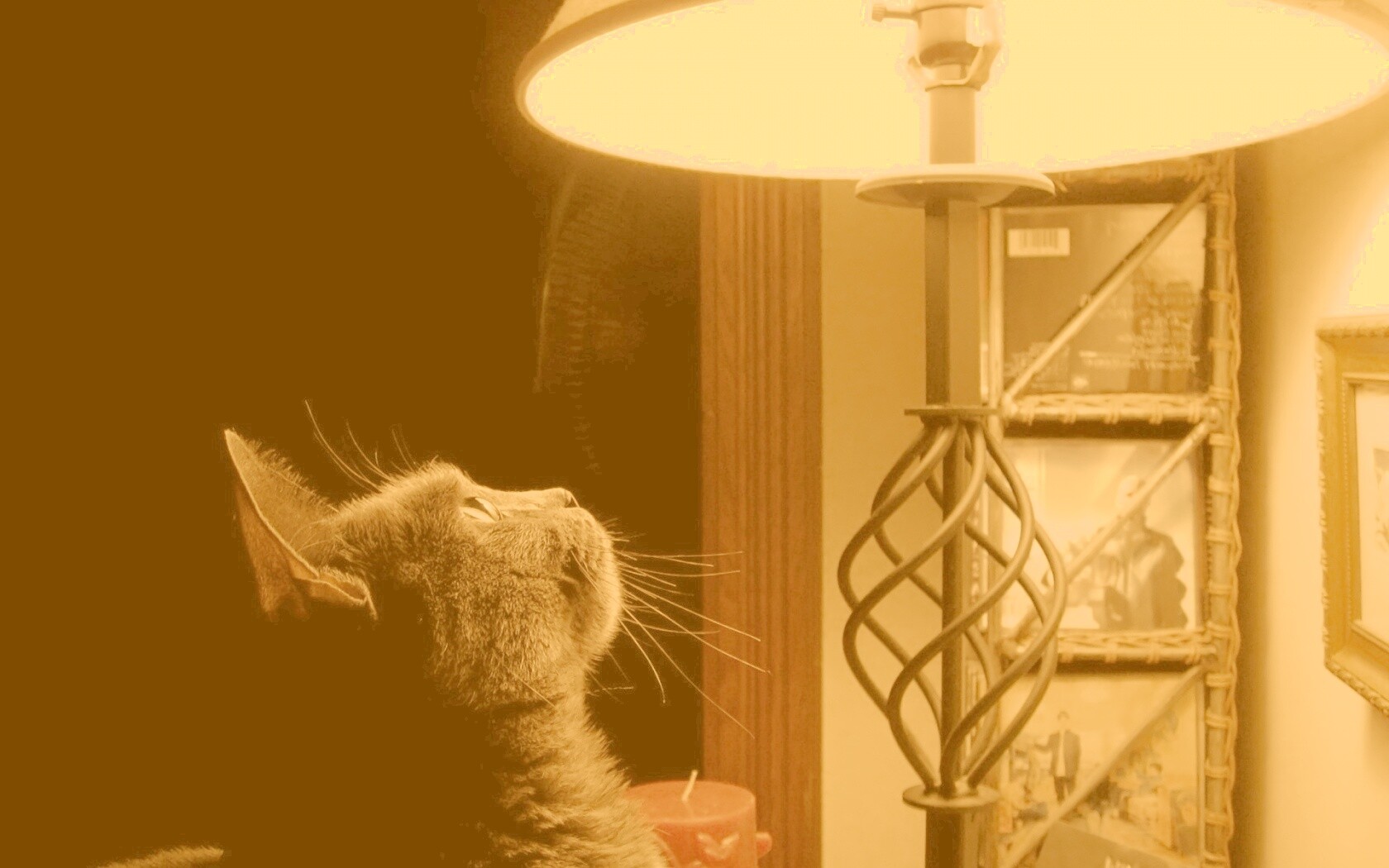 Кот смотрит под торшер обои