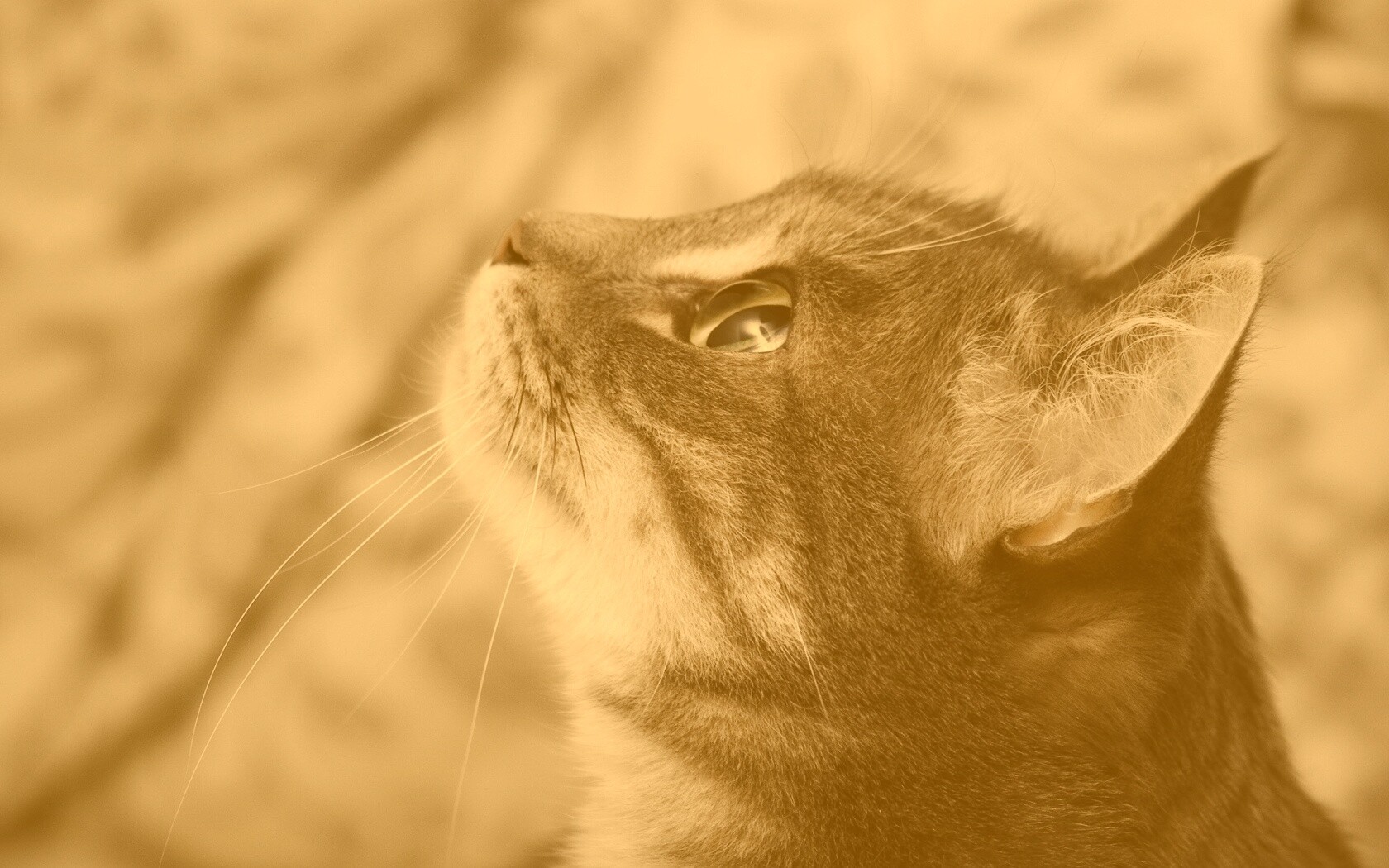 Котик смотрит верх обои