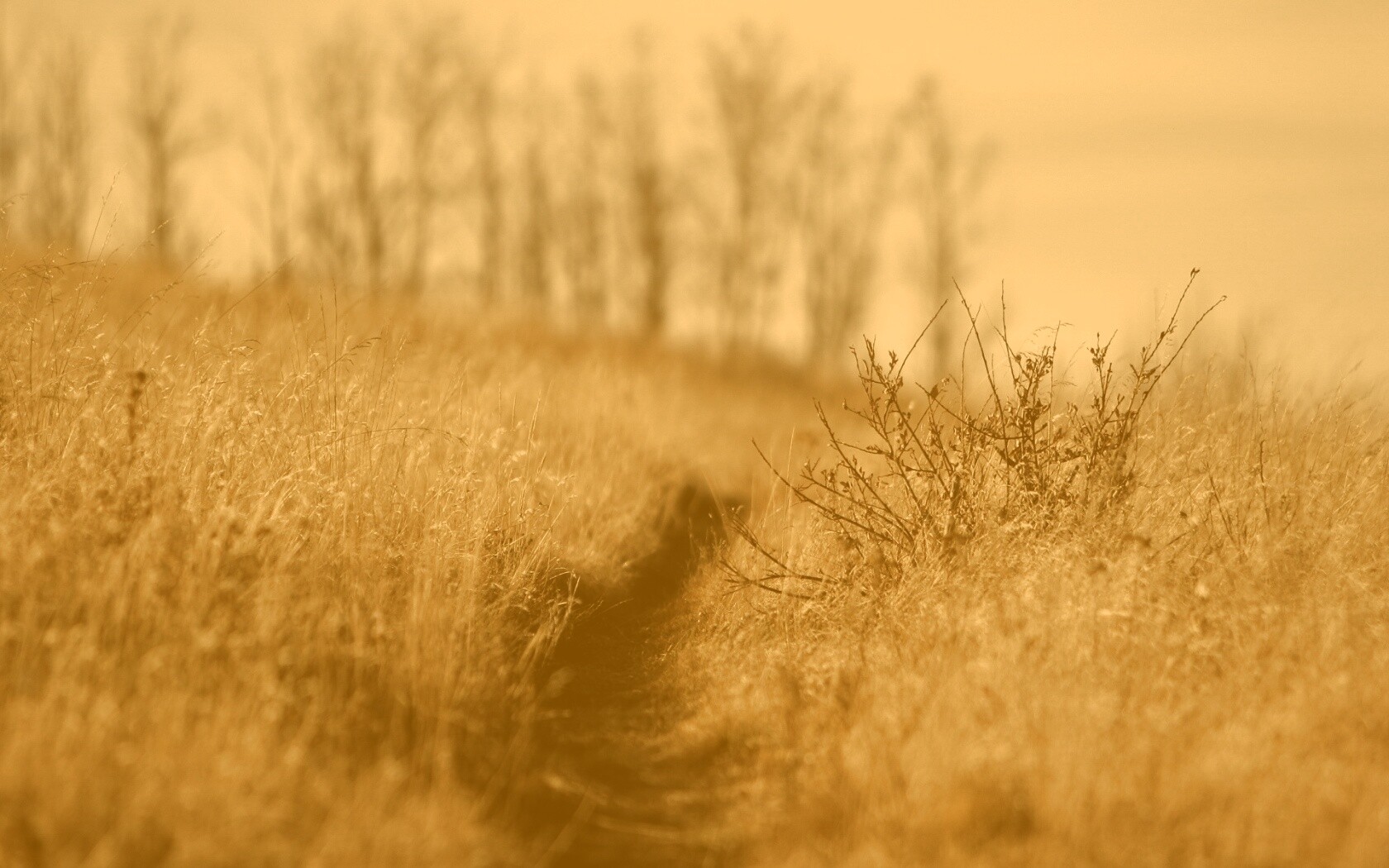 Тропинка в поле обои