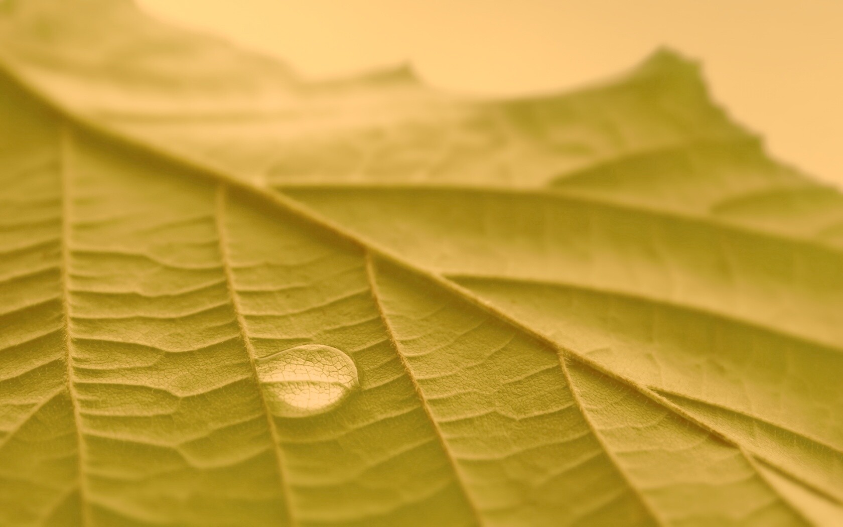 Капля на листе обои