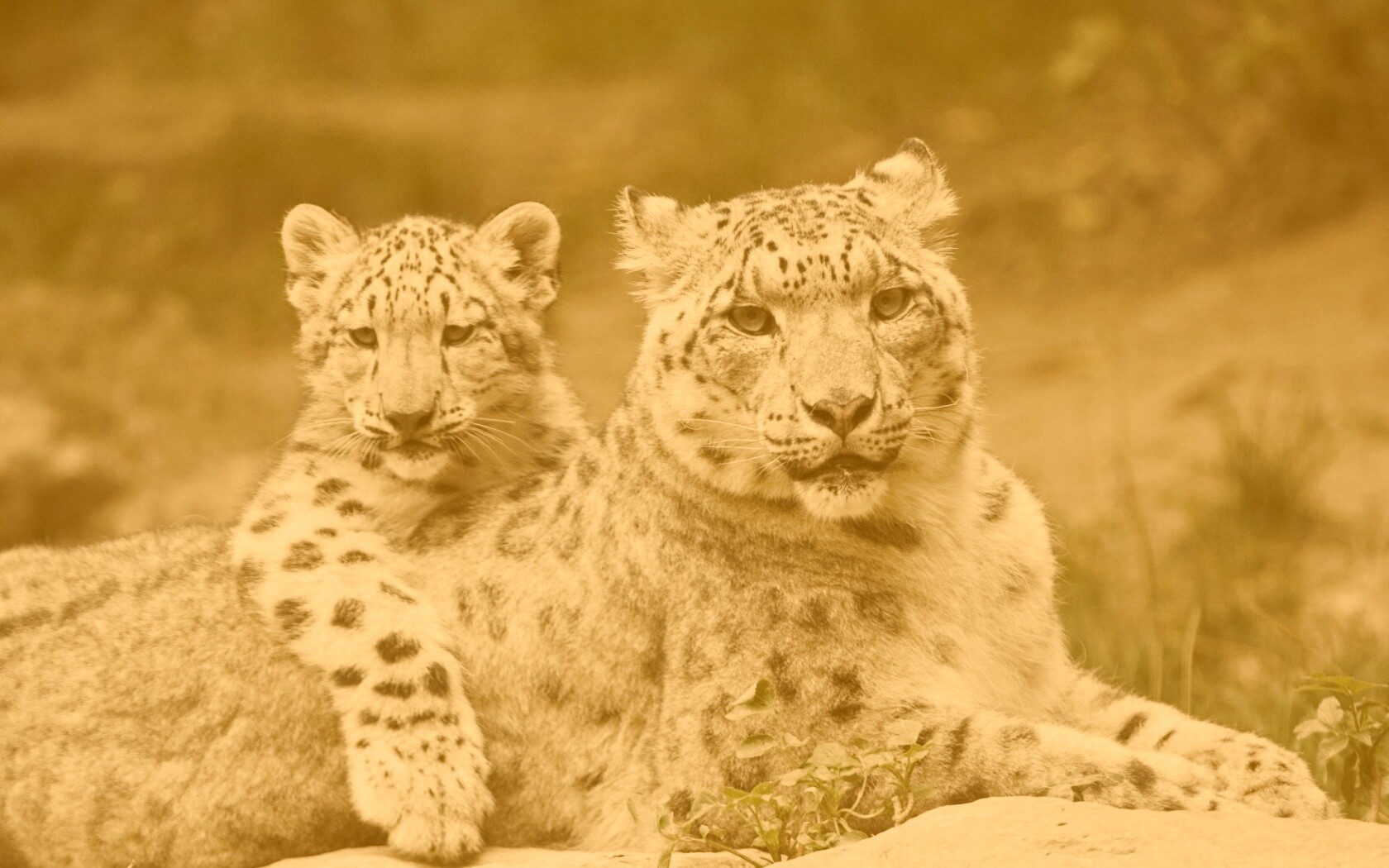 Самка снежного барса с котенком обои