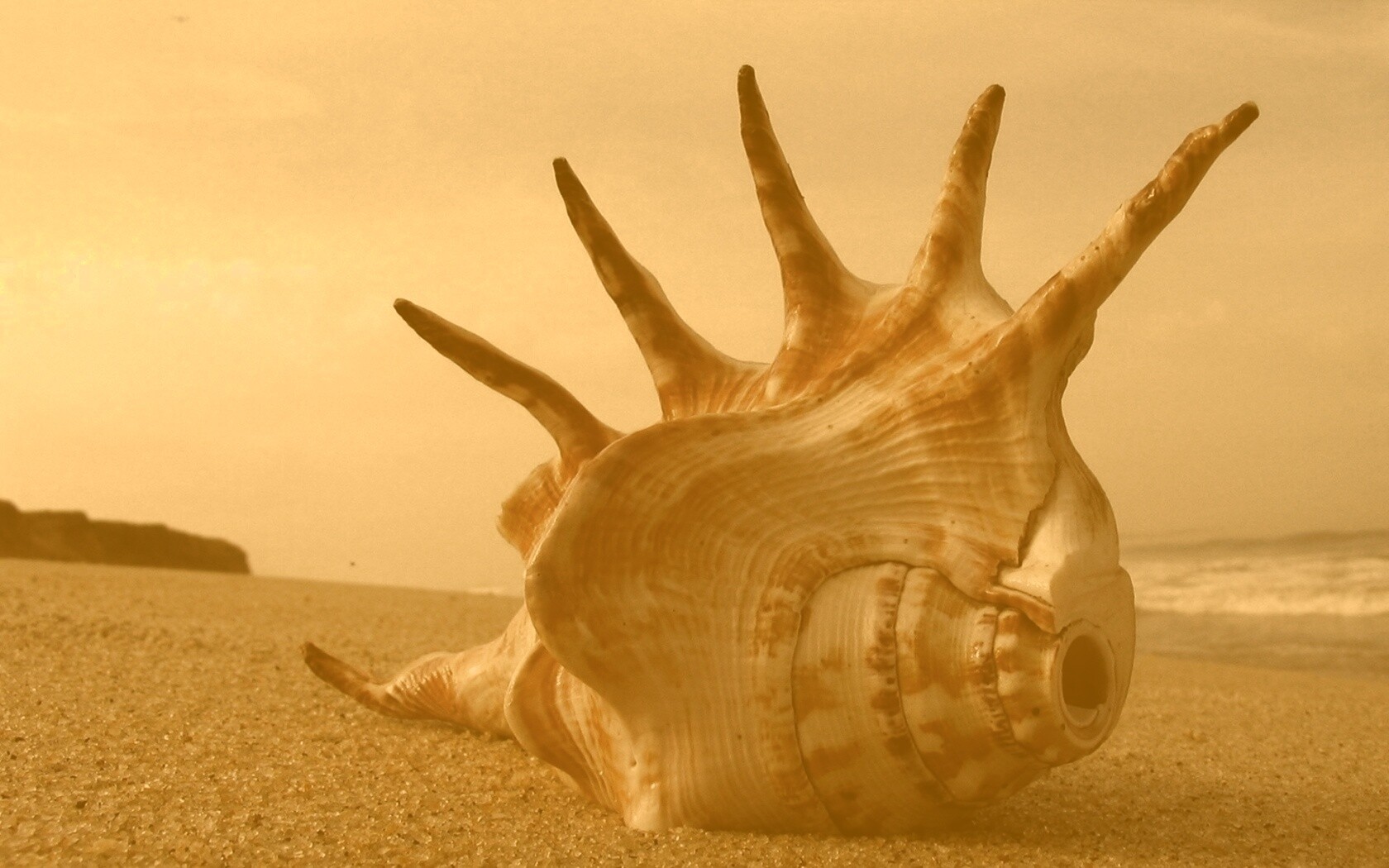 Раковина с гребнем обои