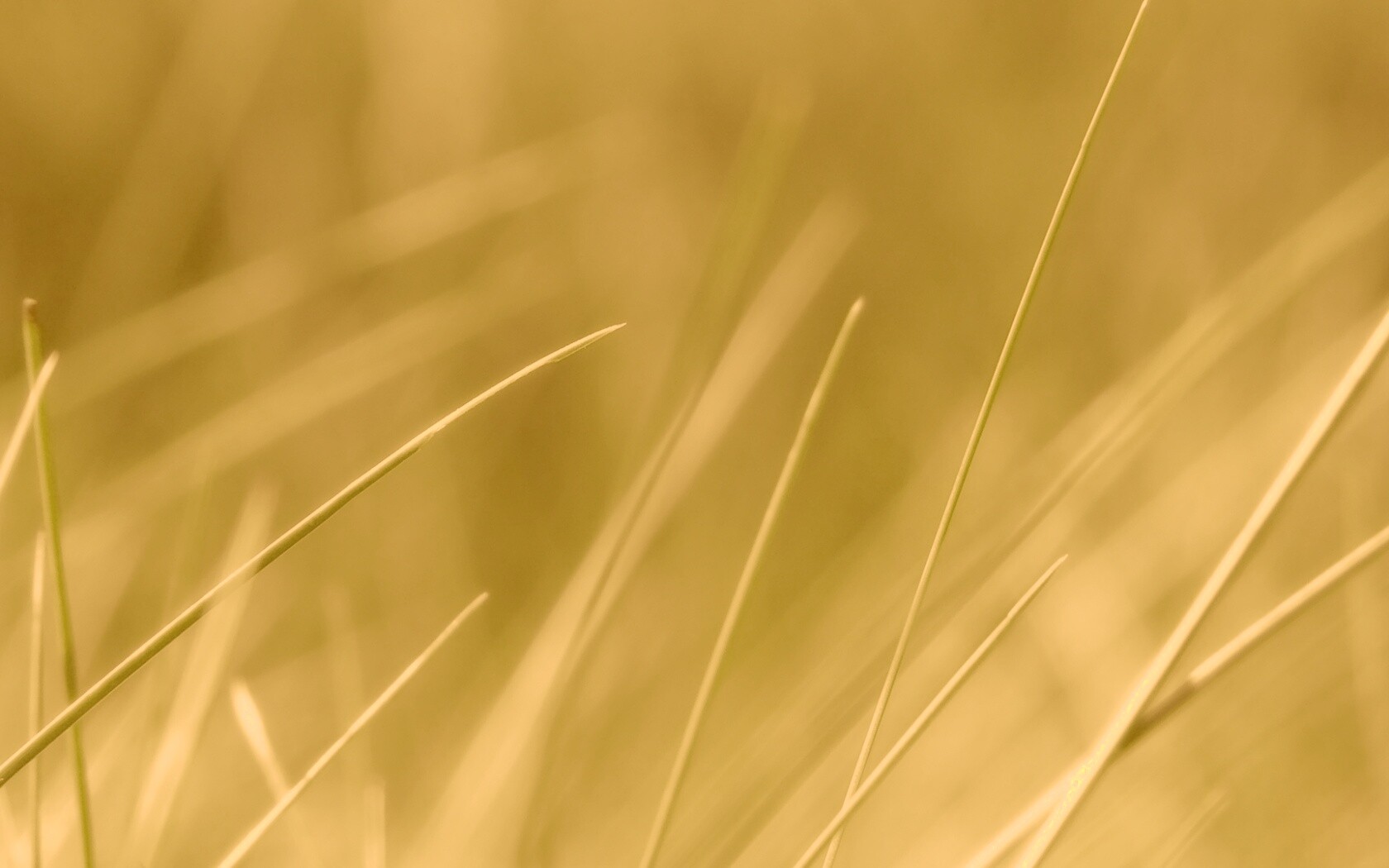 Тонкие травинки обои