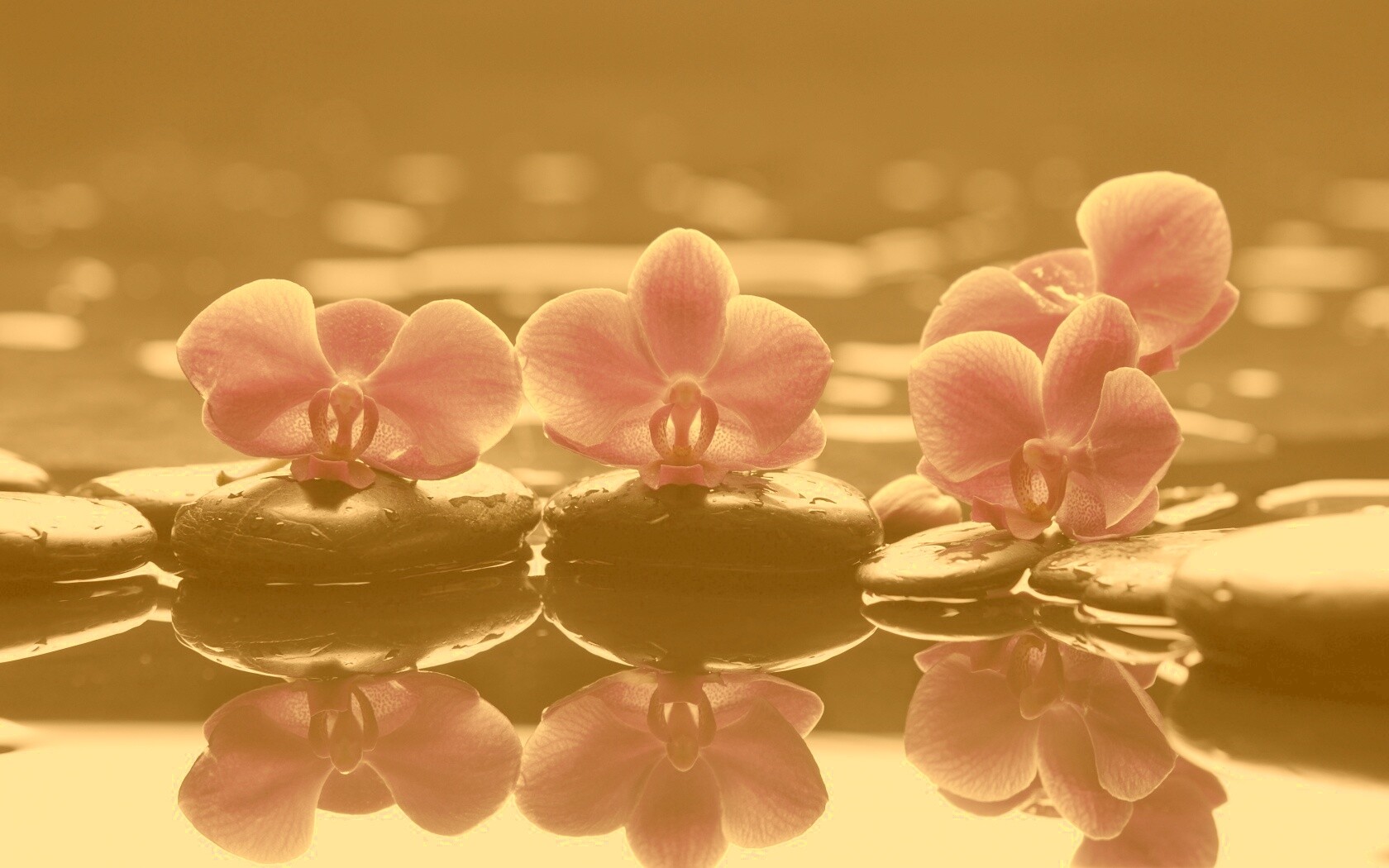 Орхидеи на камнях обои