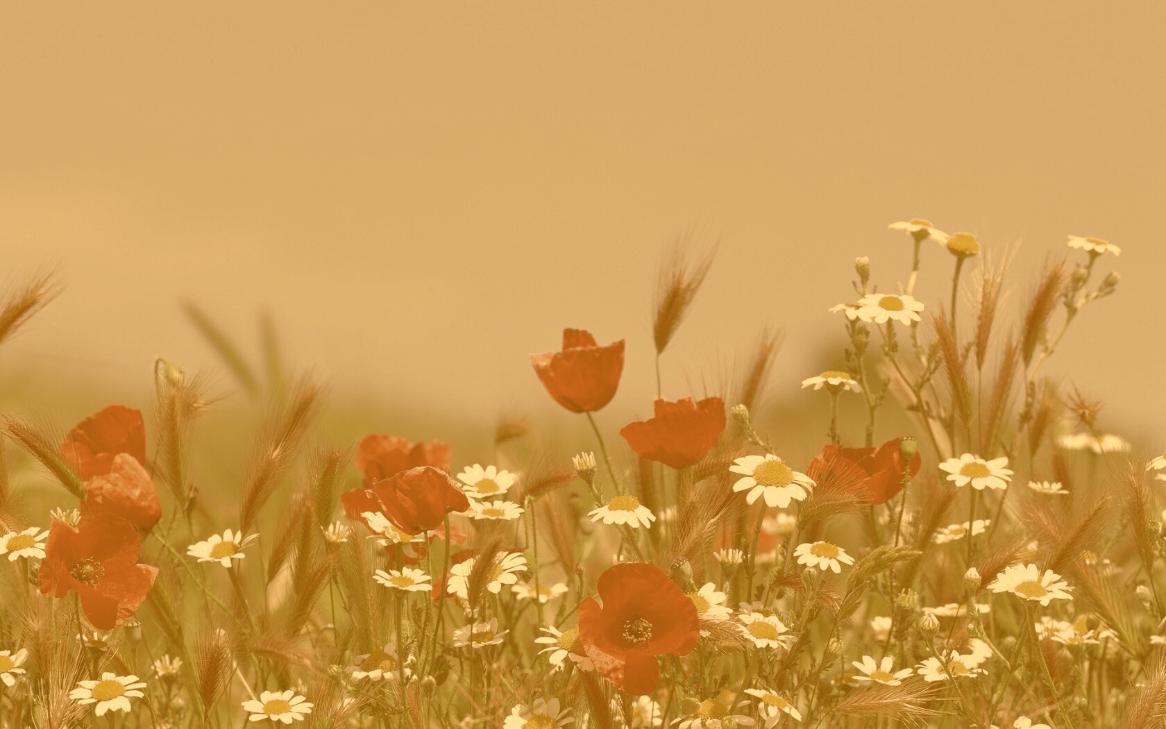 Цветы в поле обои