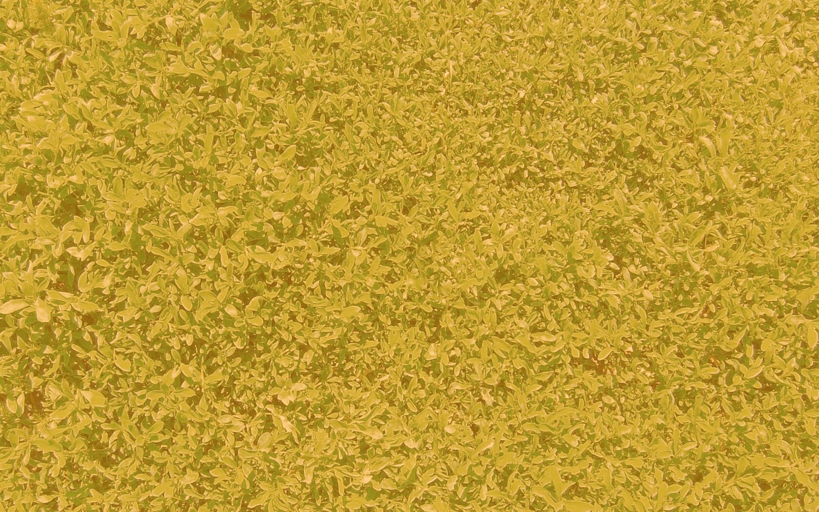 Чайные листья обои