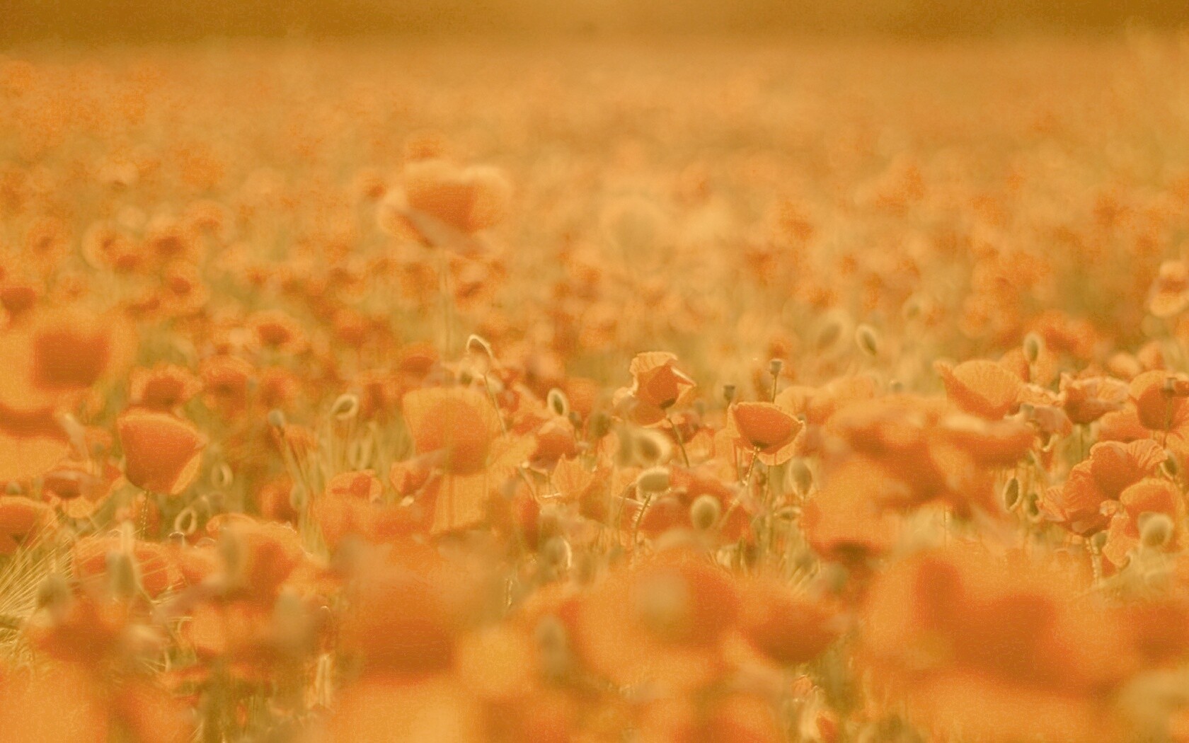 Маки в полях обои