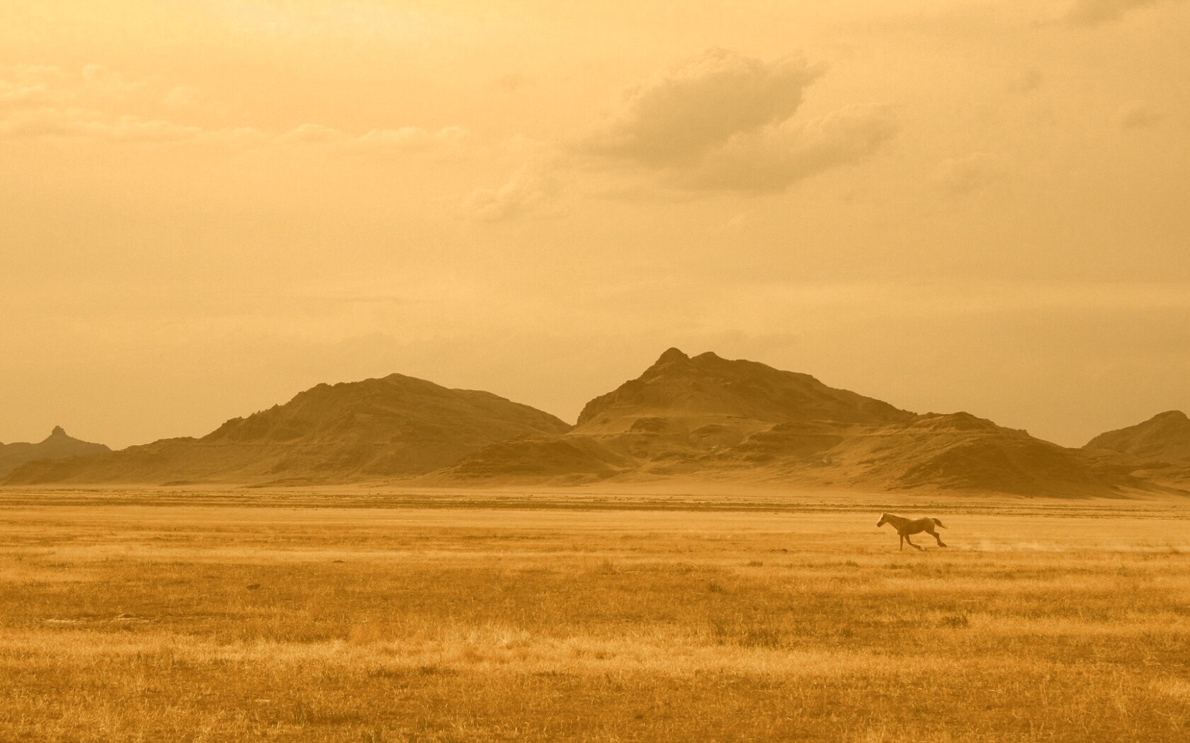 Мустанг в прериях обои