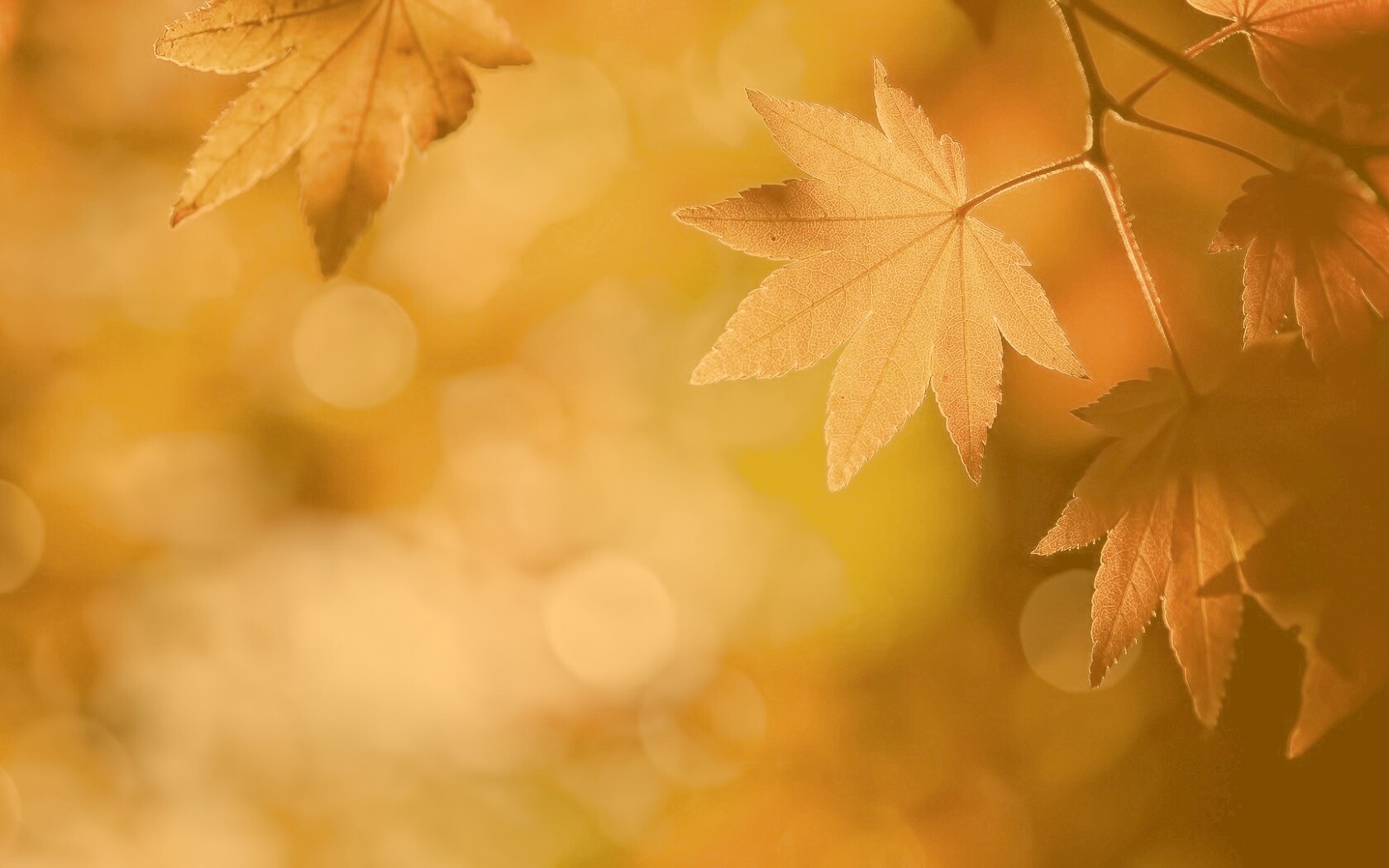 Осенние листья обои