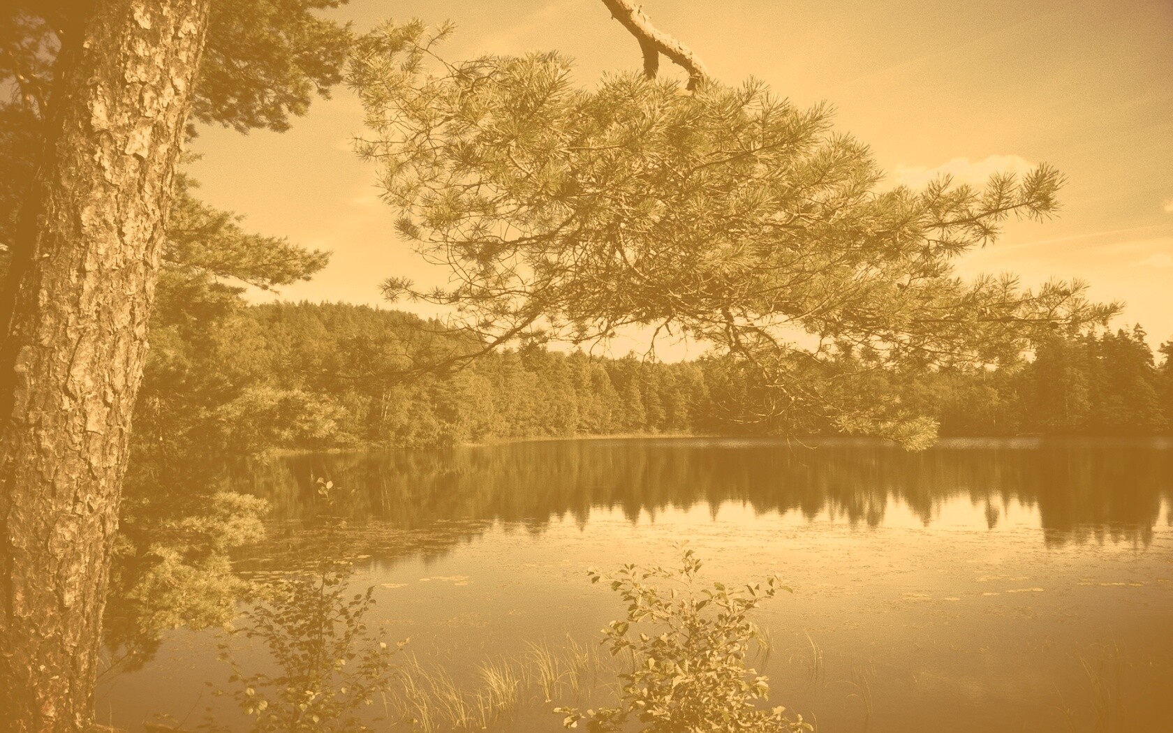 Ветка сосны над озером обои