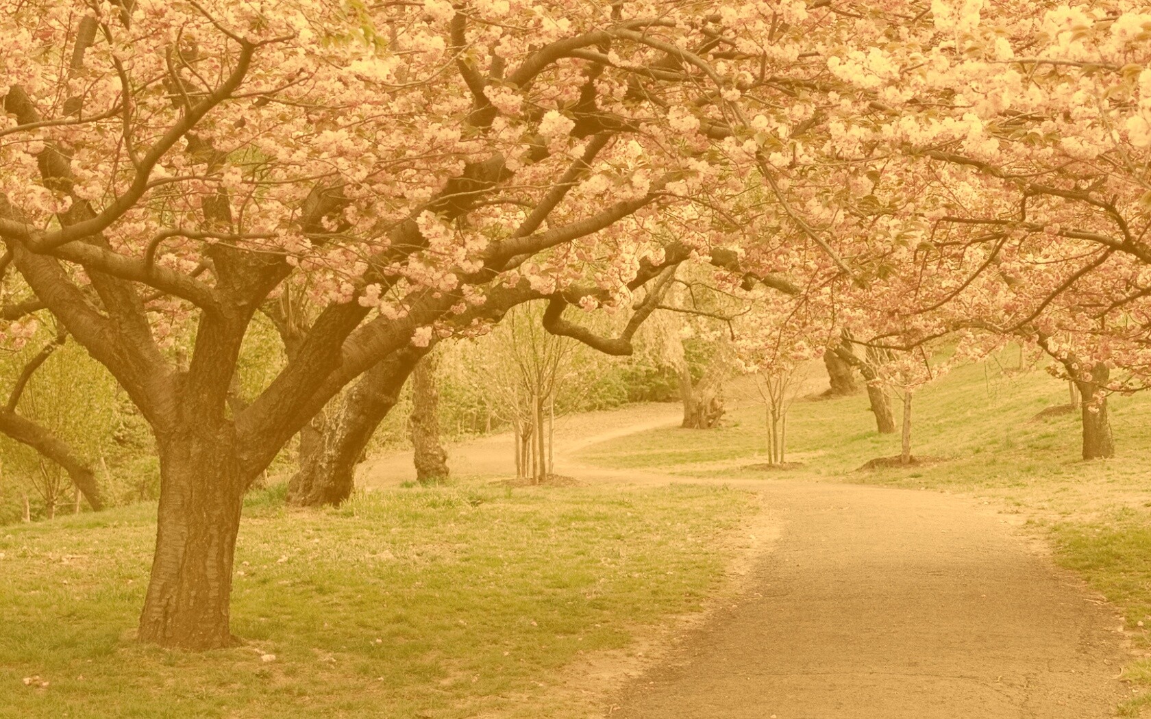 Дорожка между деревьями обои