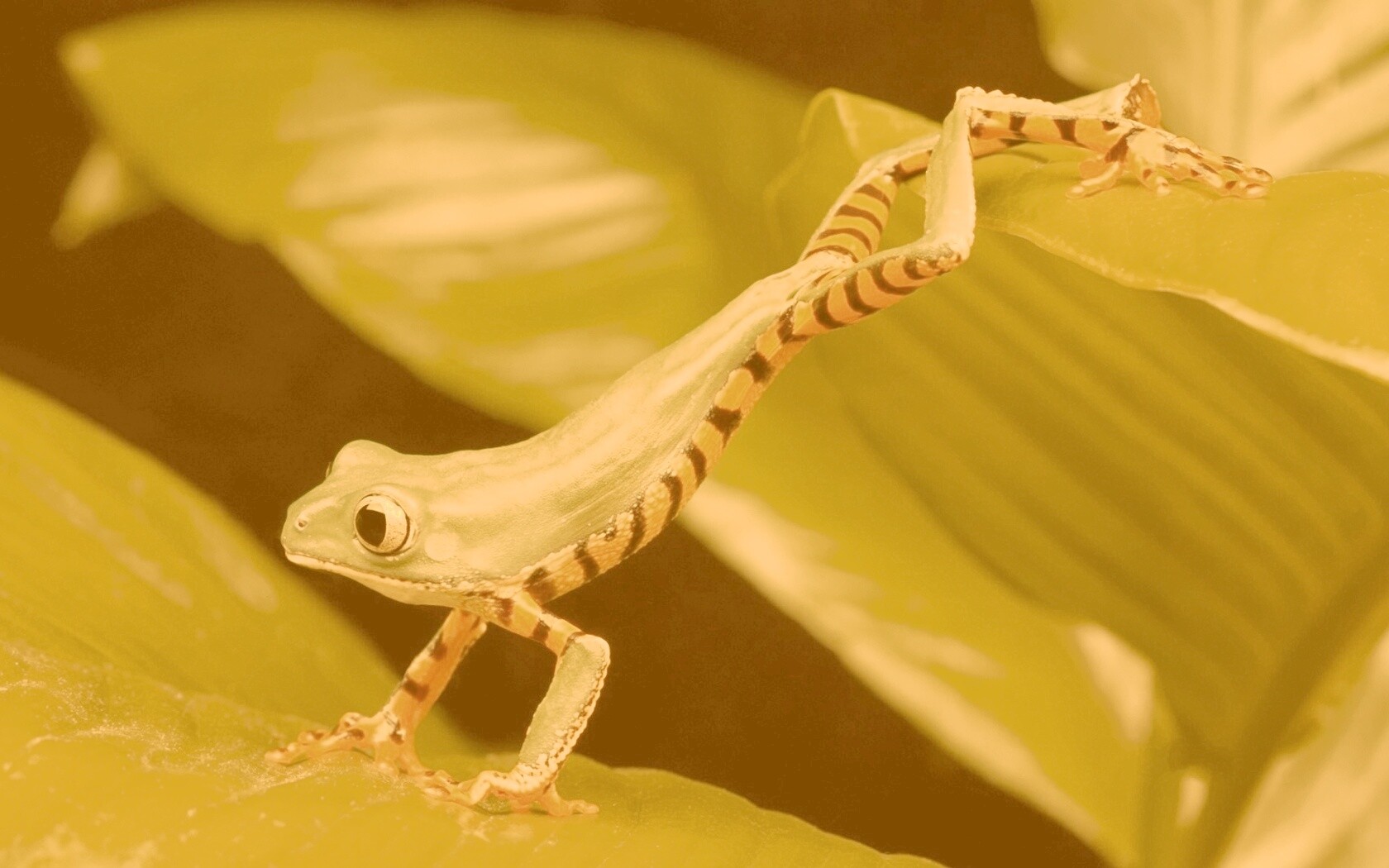 Лягушка переползает с листа на лист обои