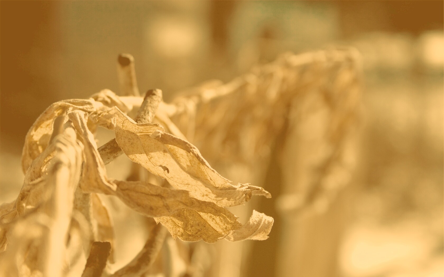 Сухие листья на железном заборе обои