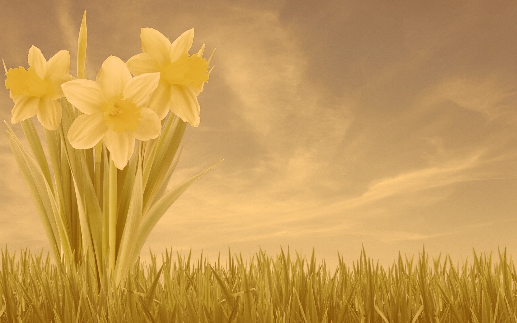 Букет цветов в траве обои