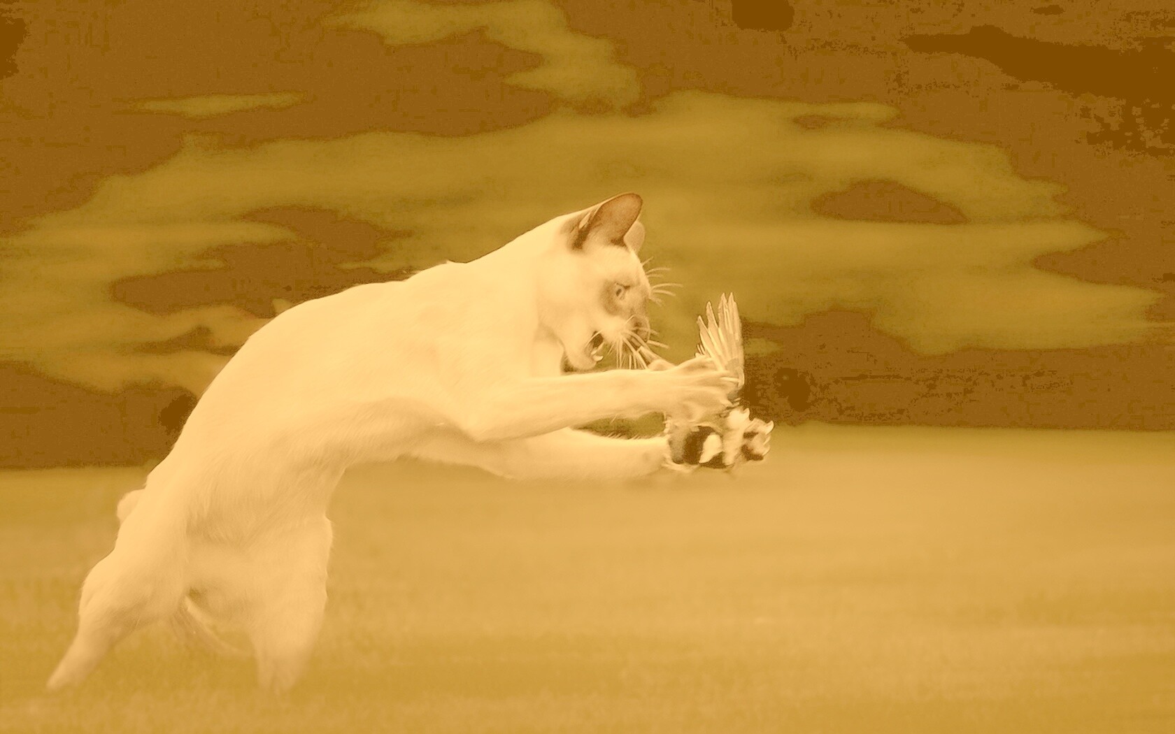 Кошка ловит птичку обои