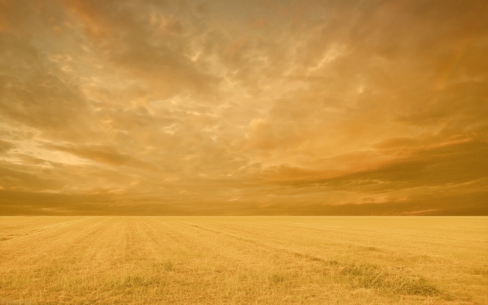 Тучи над желтым полем обои