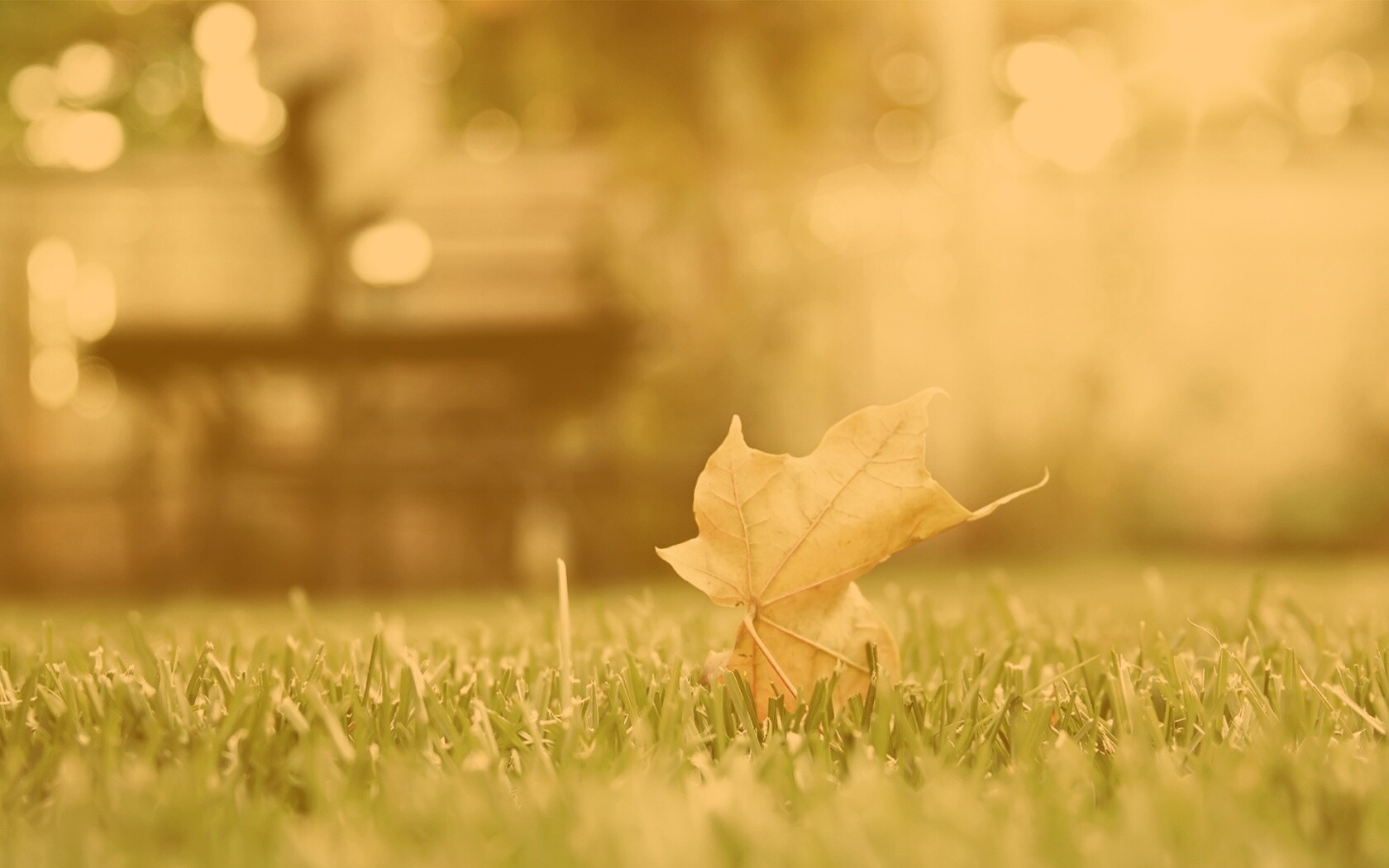 Зеленый лист на траве обои