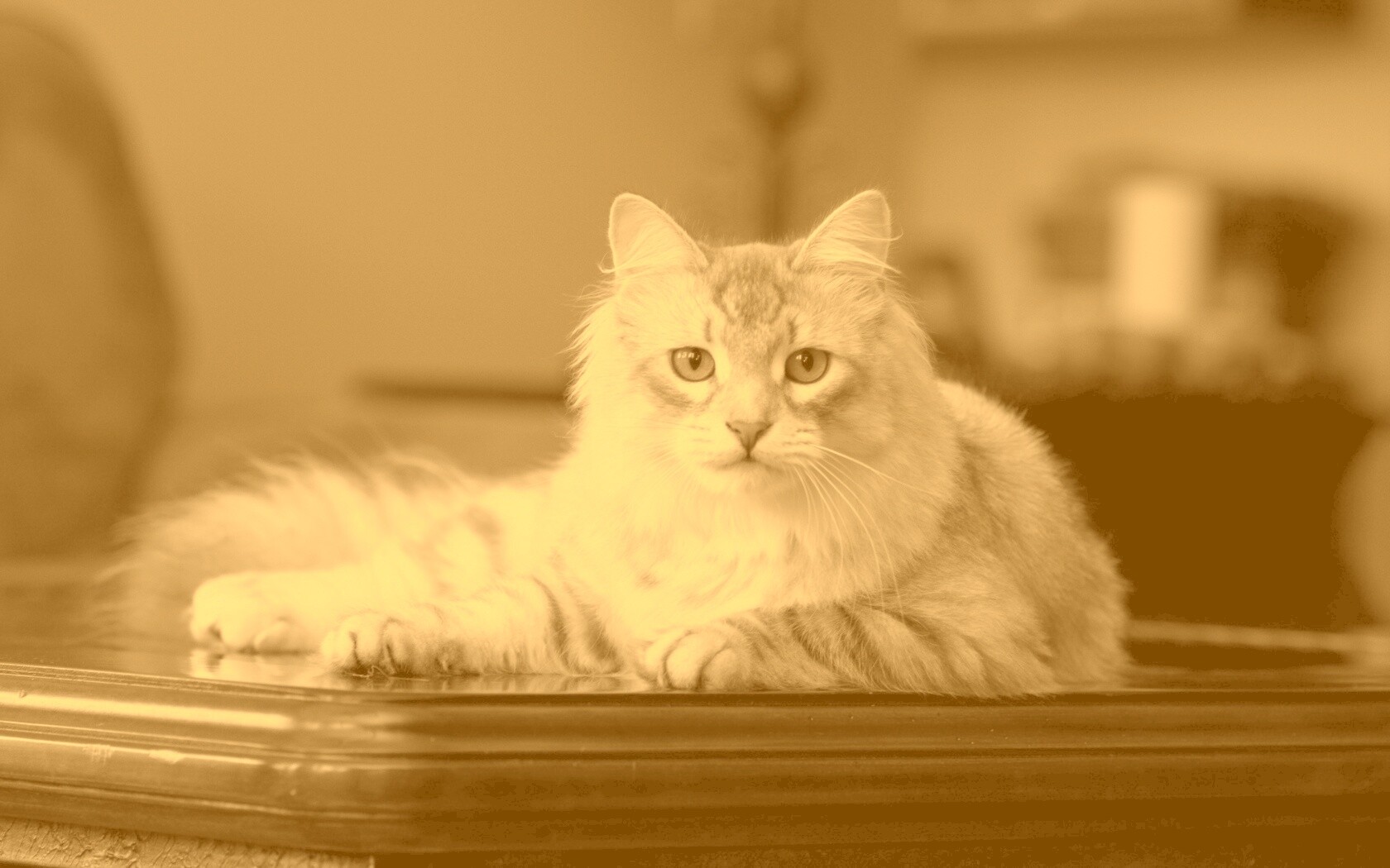 Кот благородных кровей обои