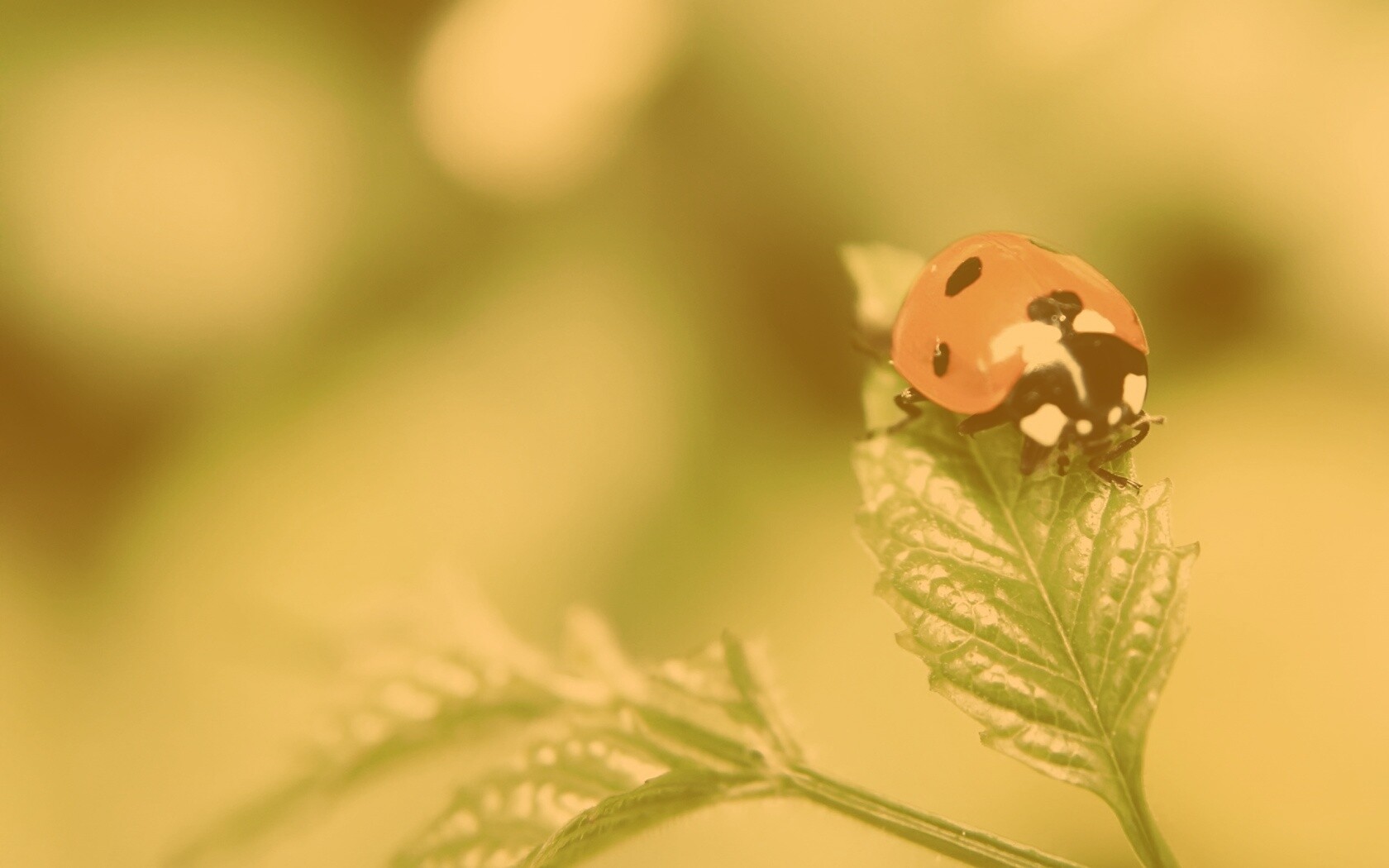 Божья коровка в макро обои