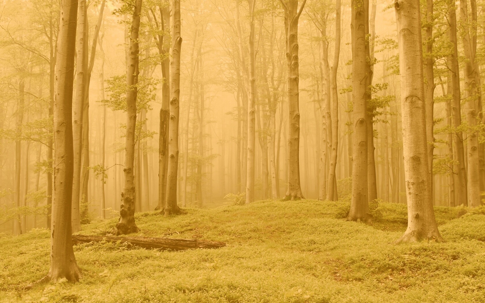 Опушка осинового леса обои