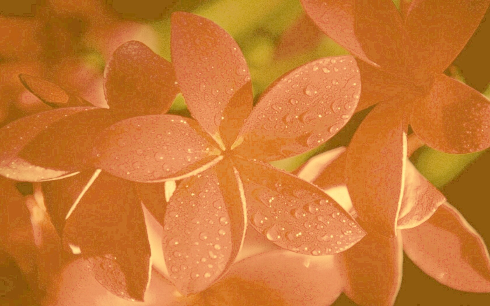 Розовый цветок обои