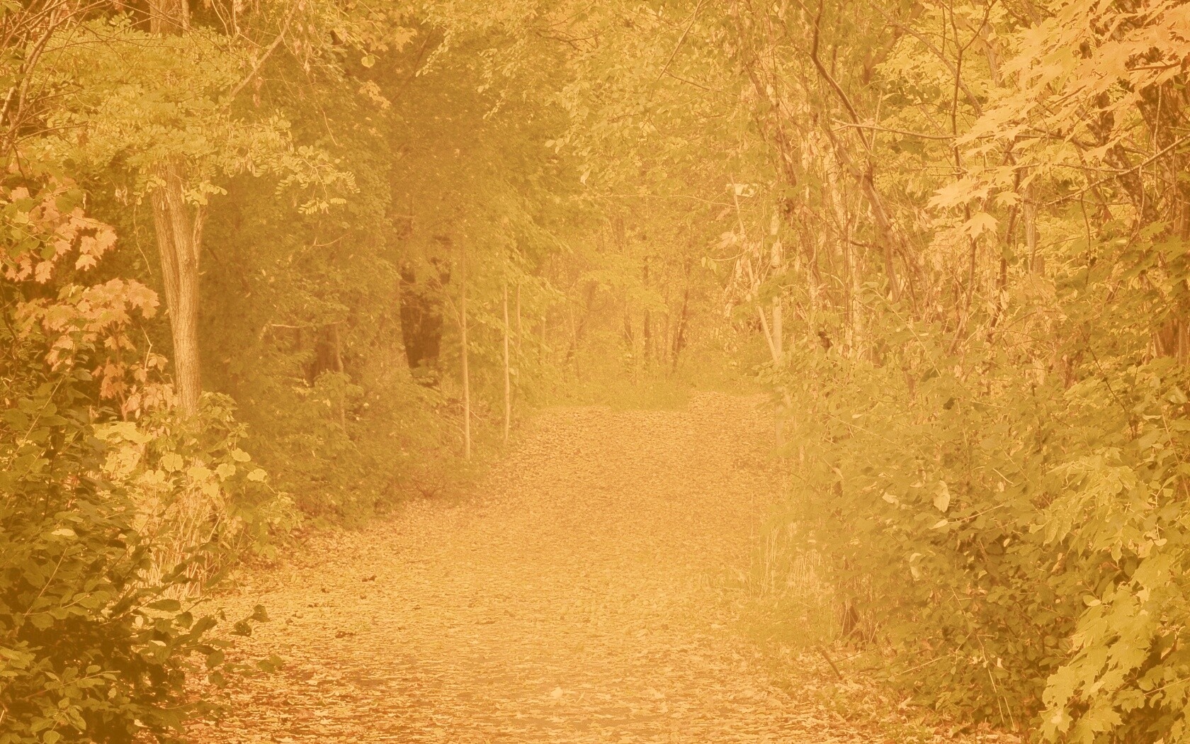 Дорожка в осеннем лесу обои