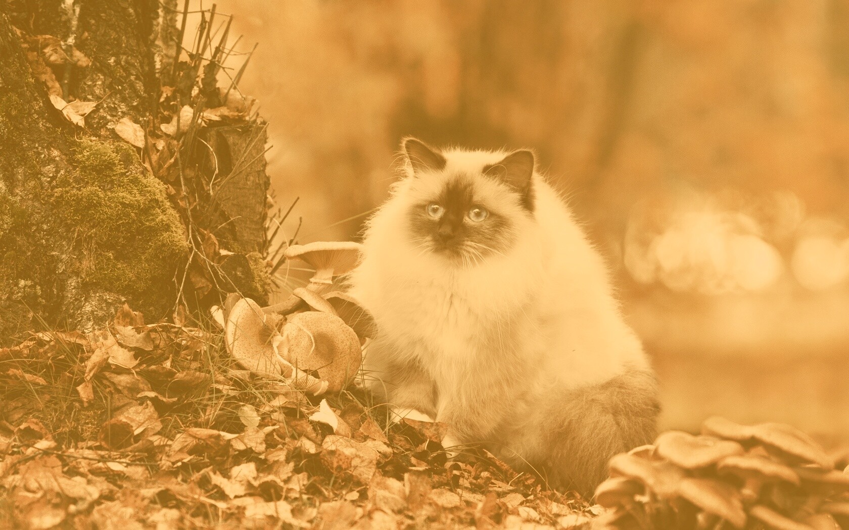 Пушистый кот среди пожелтевшей листвы обои