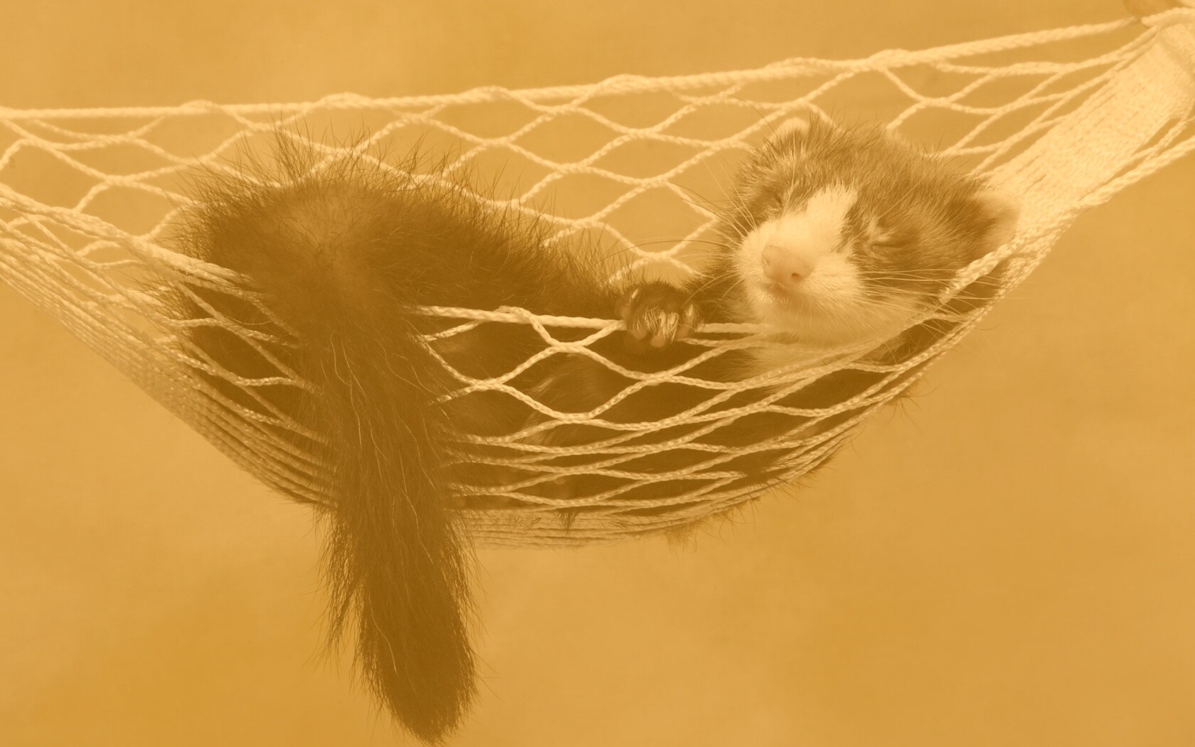 Хорек в гамаке обои