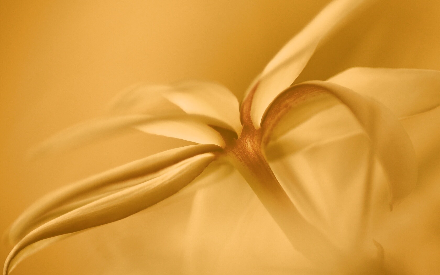 Цветок обои