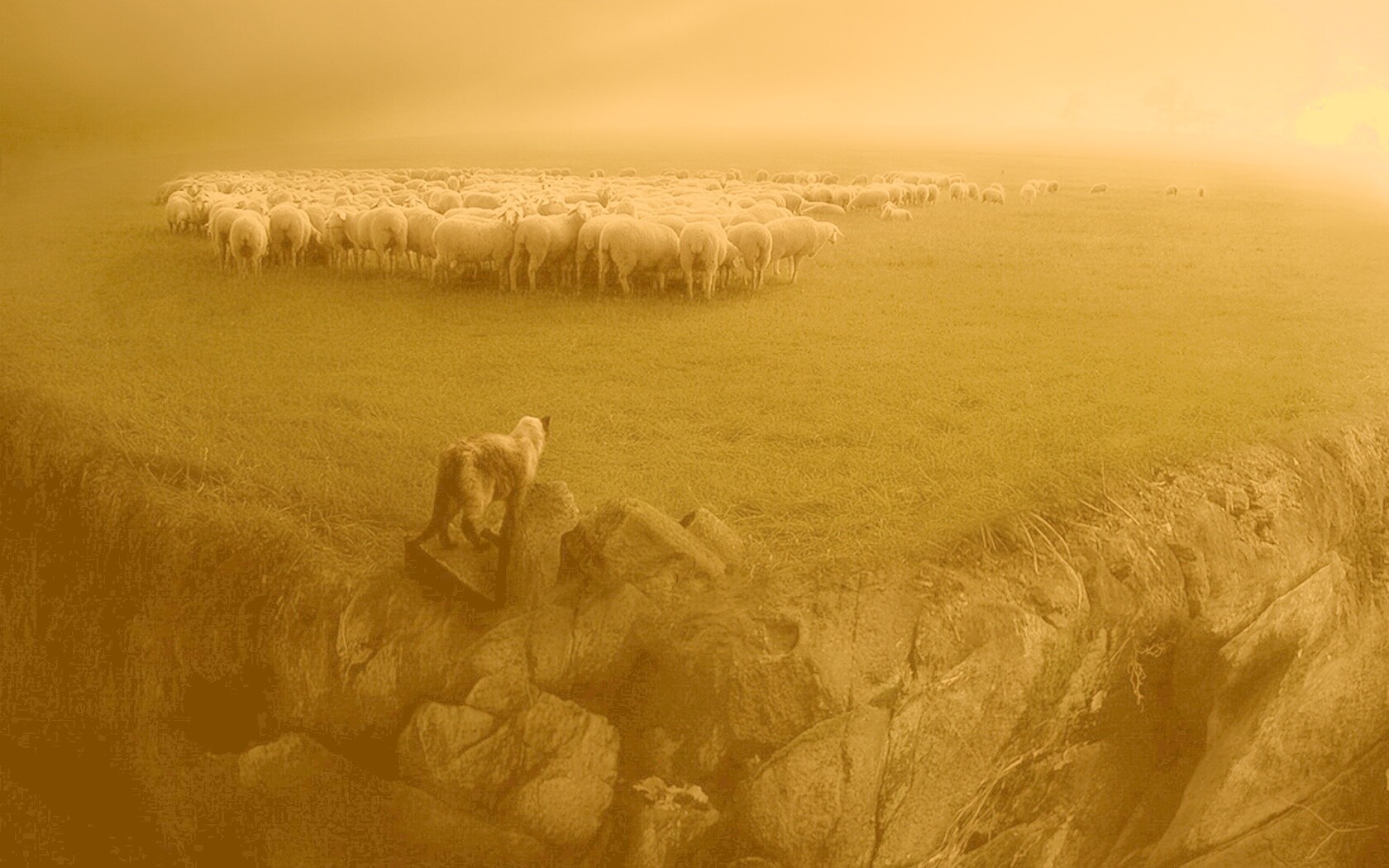 Волк и овцы обои