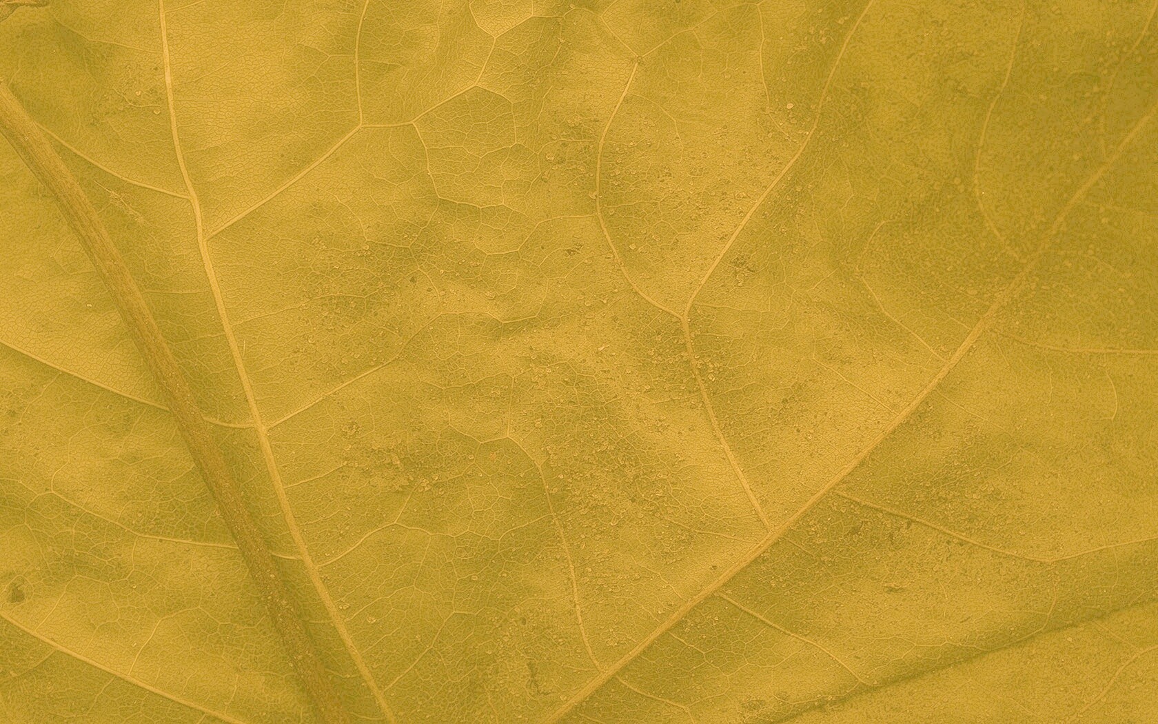 Макро зеленый лист обои