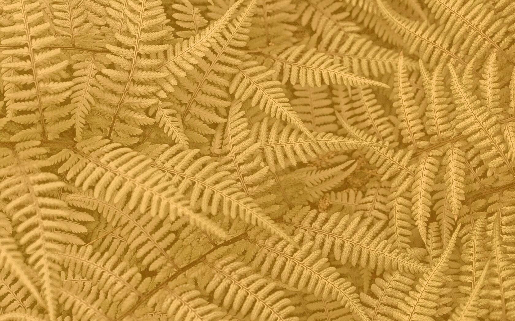 Папоротник обои