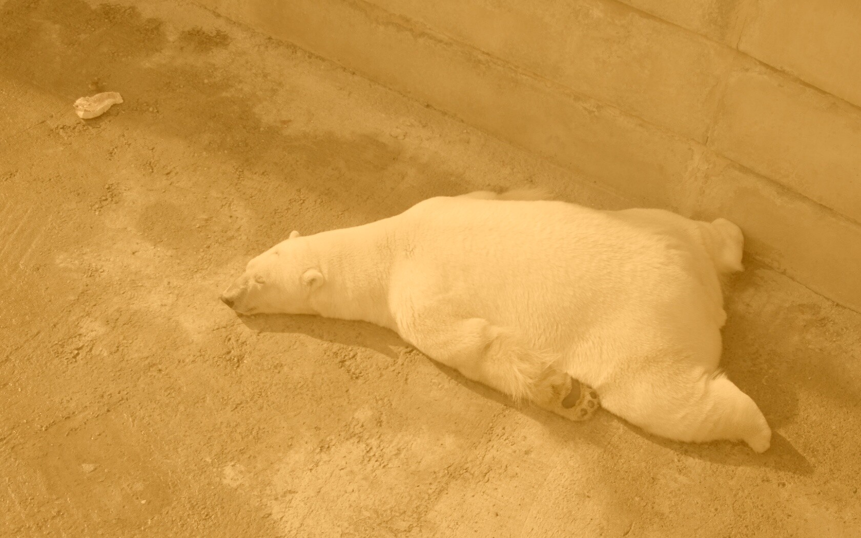 Мы можем их спасти обои