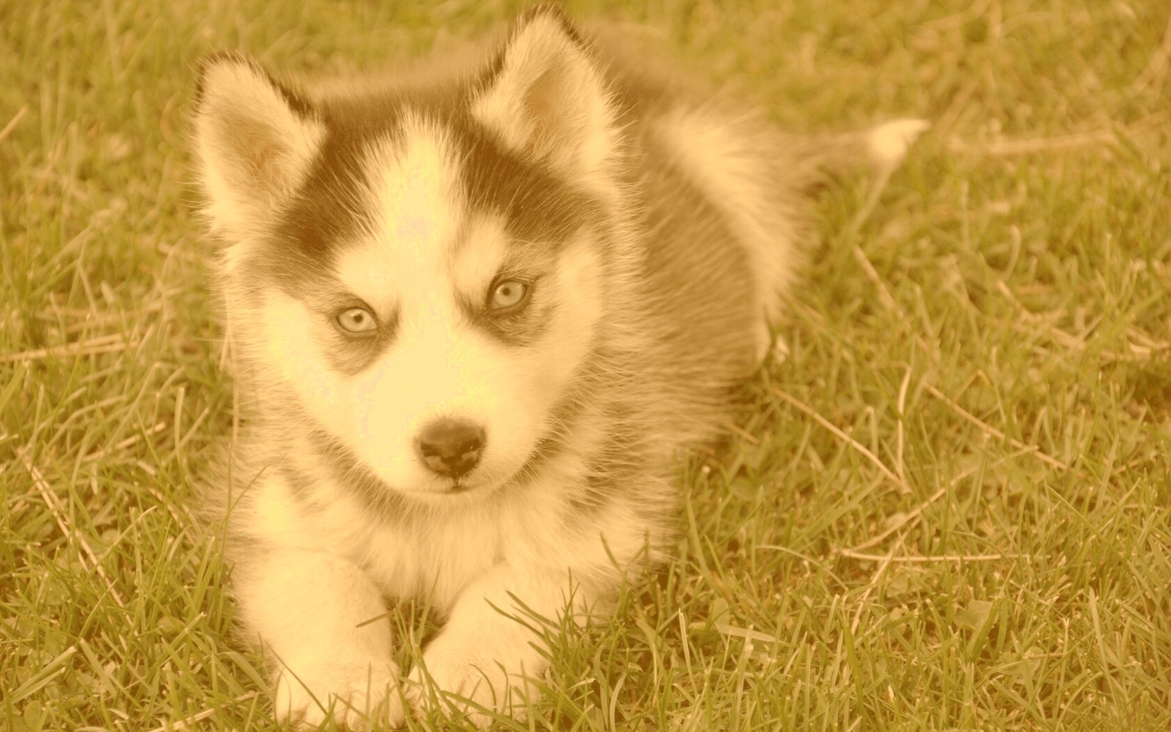 Голубоглазый щенок хаски обои