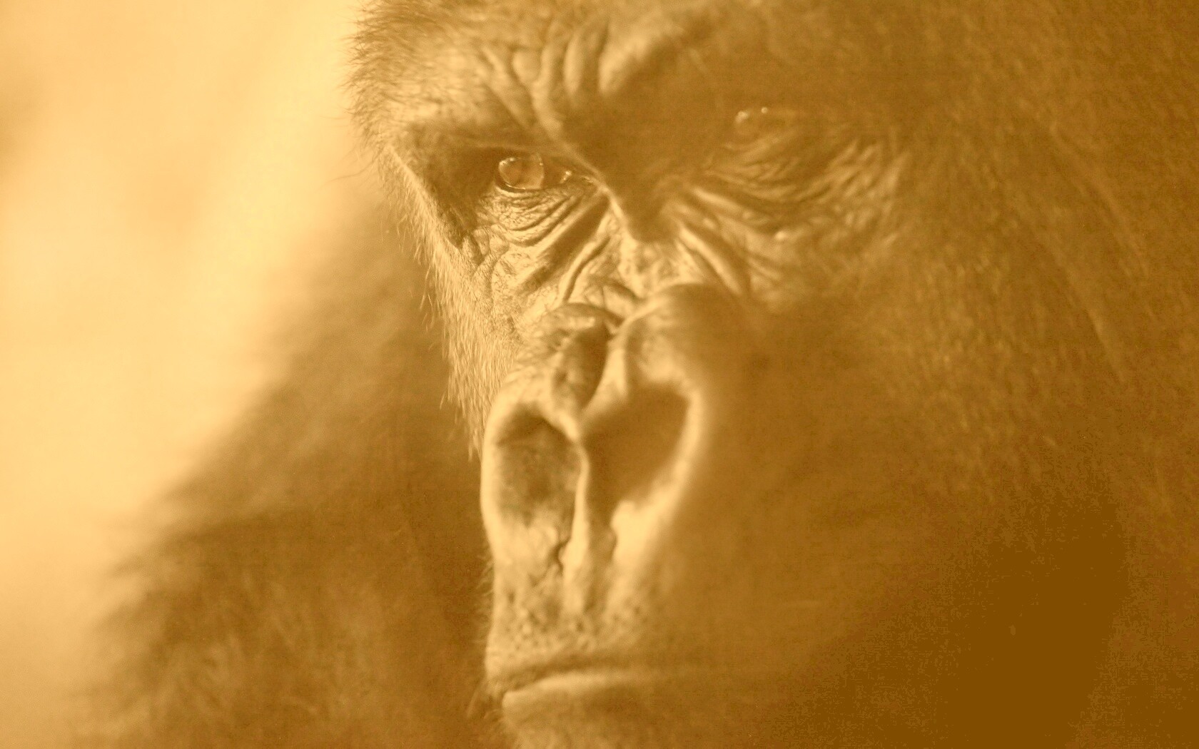 Фото орангутанга обои