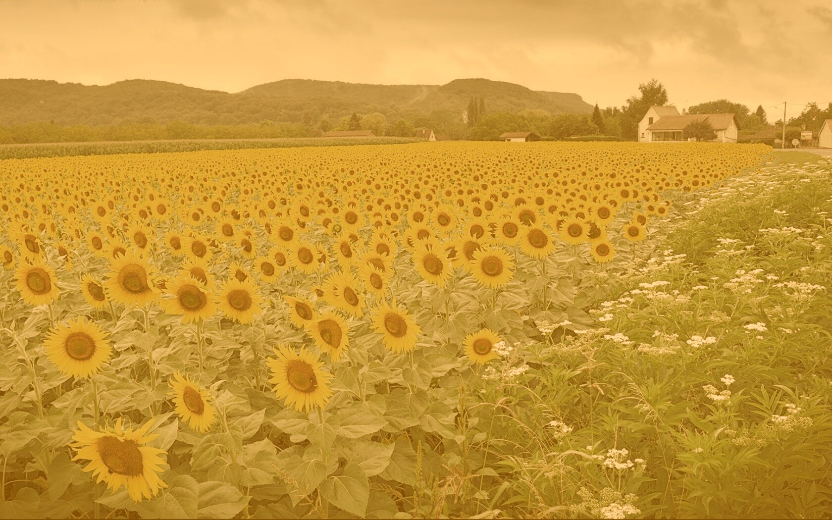 Живописное поле подсолнухов обои