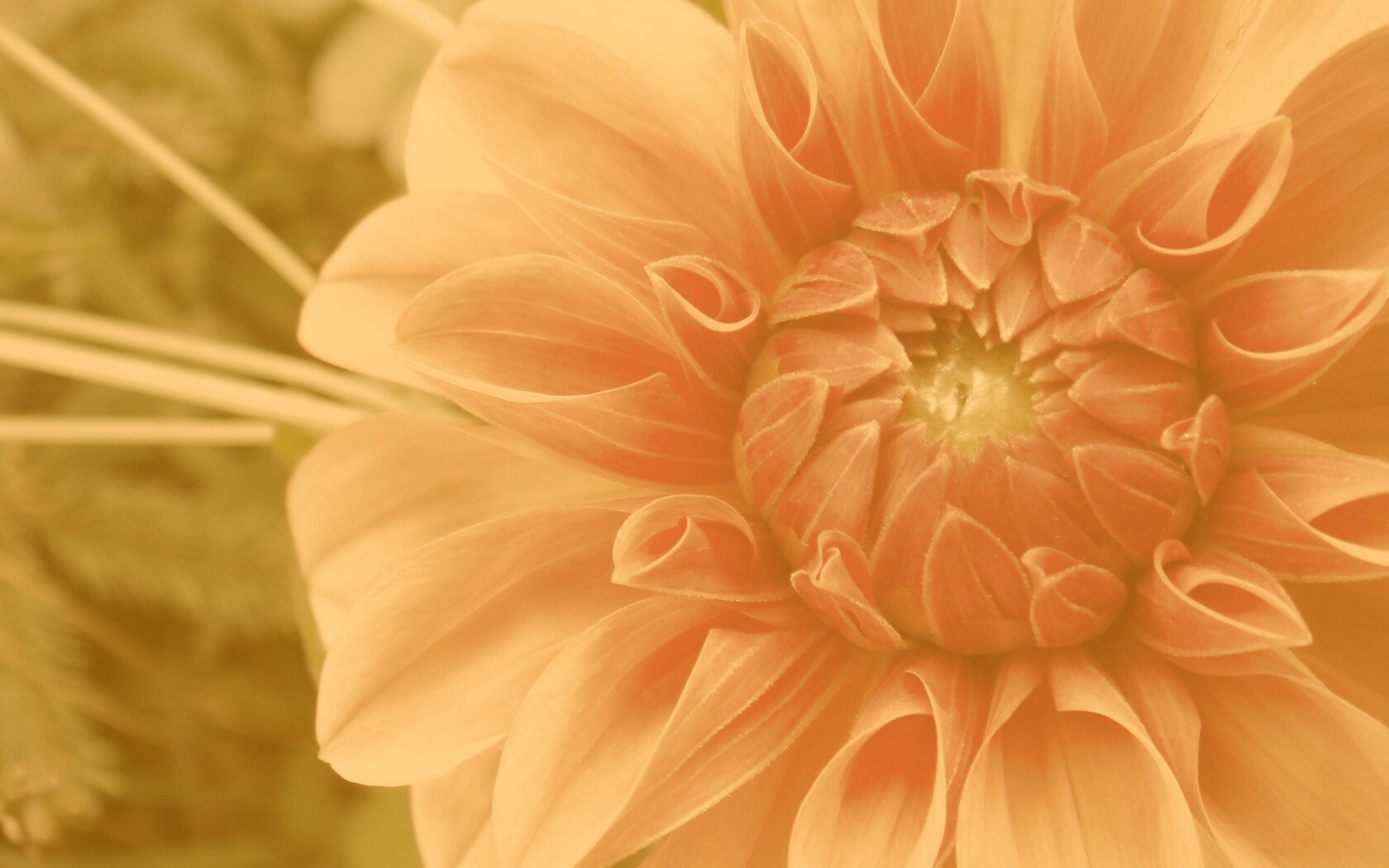 Аленький цветочек обои