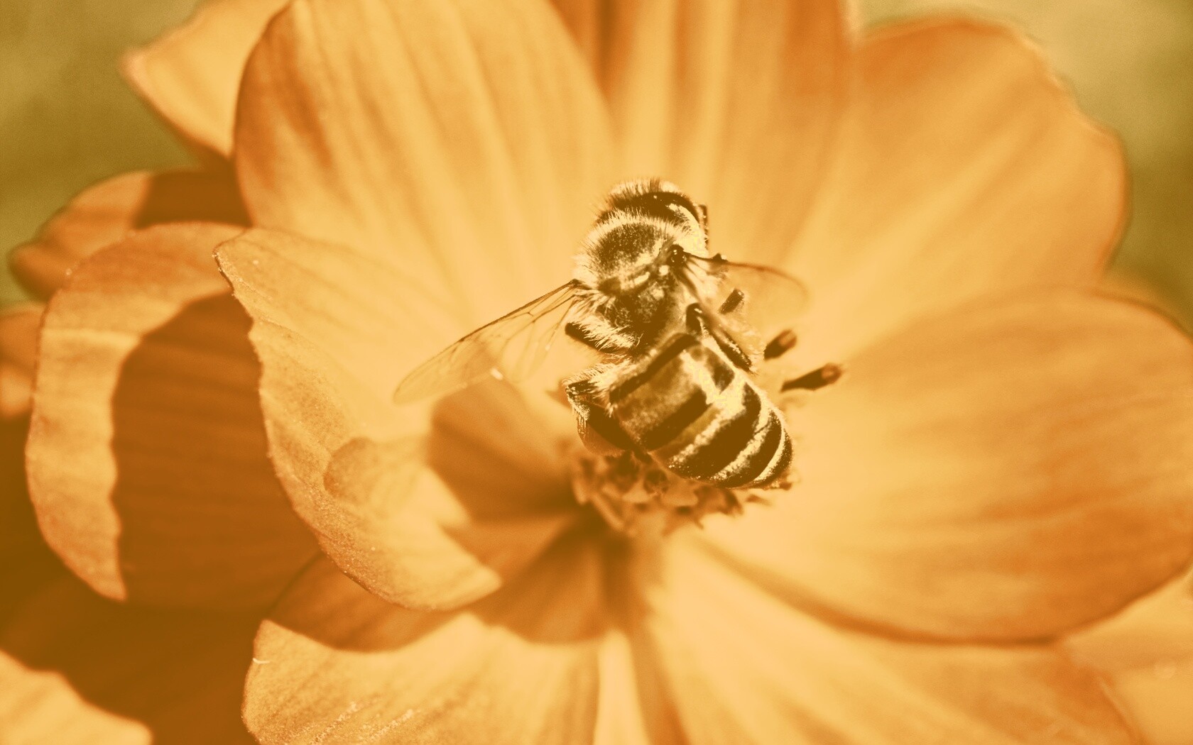 Пчела на цветке обои