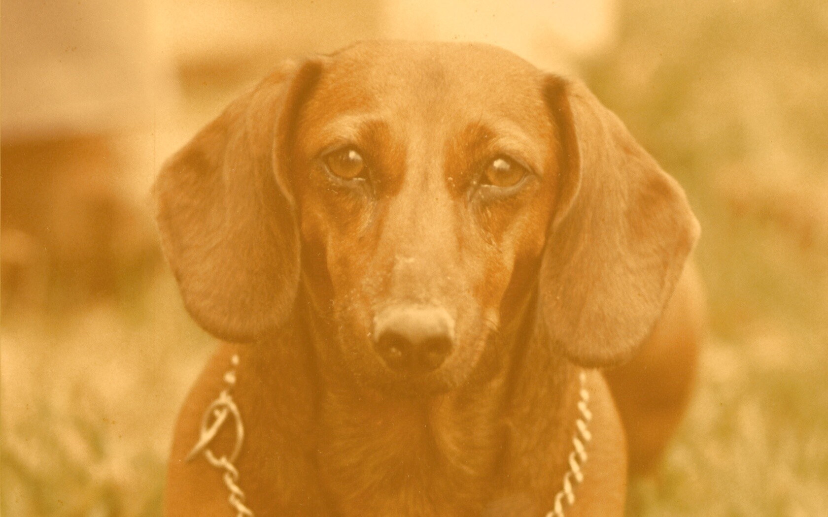 Рыжая такса обои