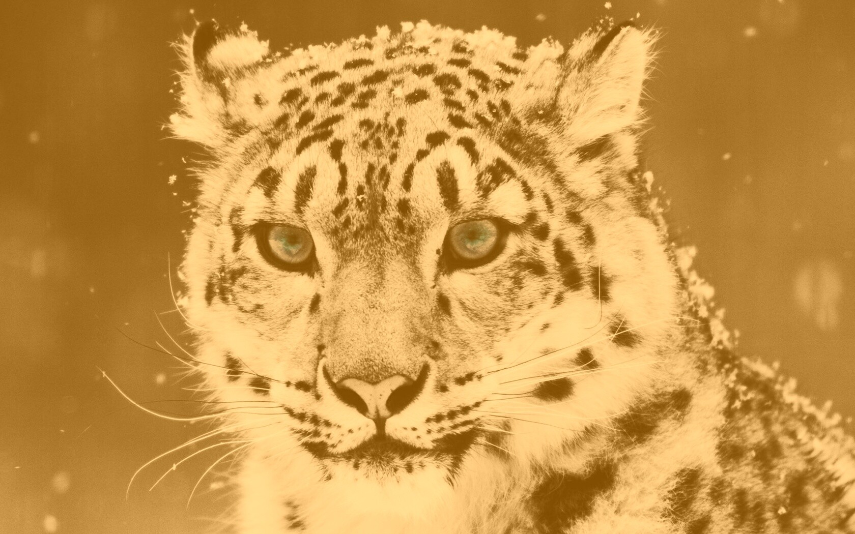 Снежный барс обои