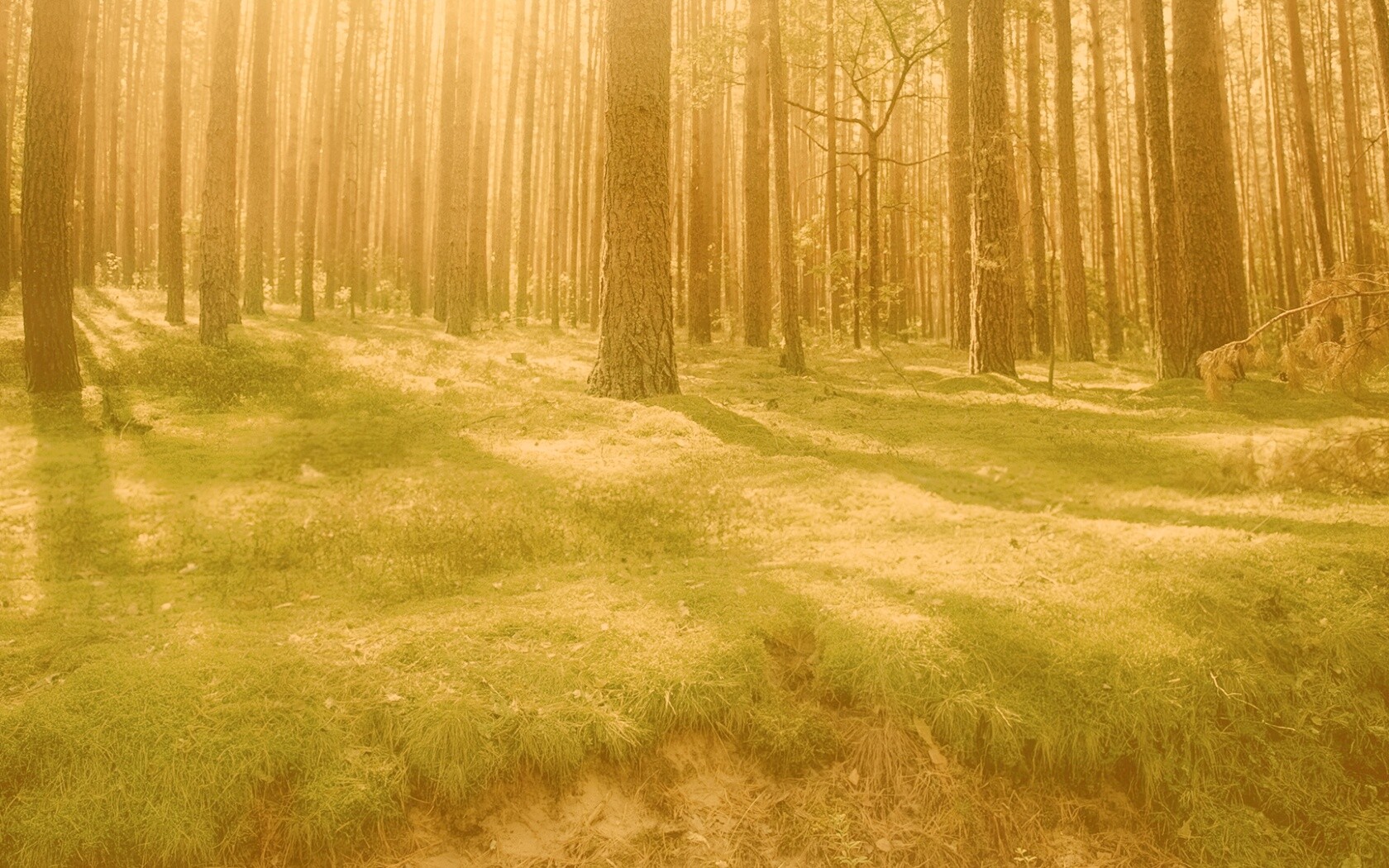 Солнечный лес обои