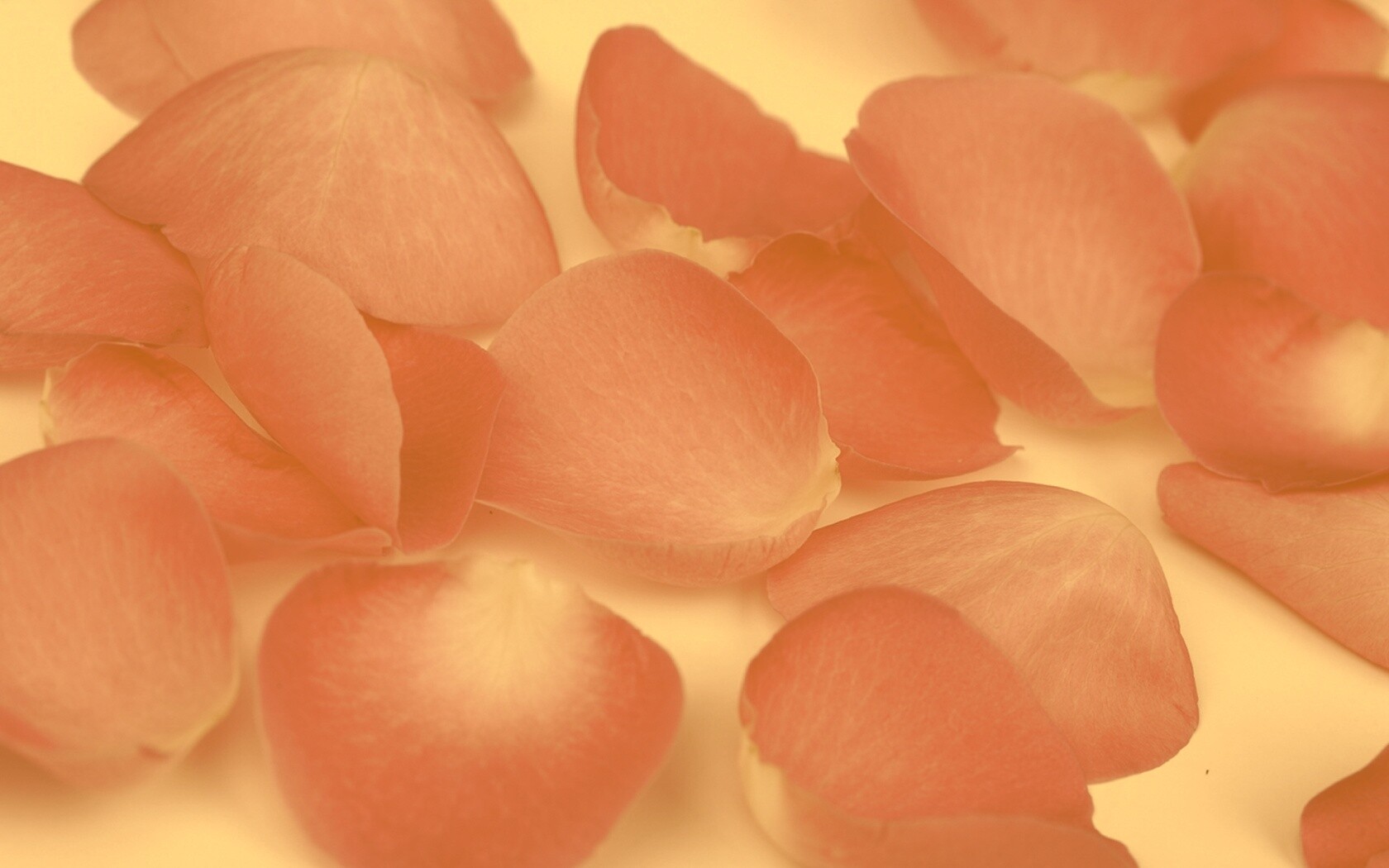 Лепестки розы обои