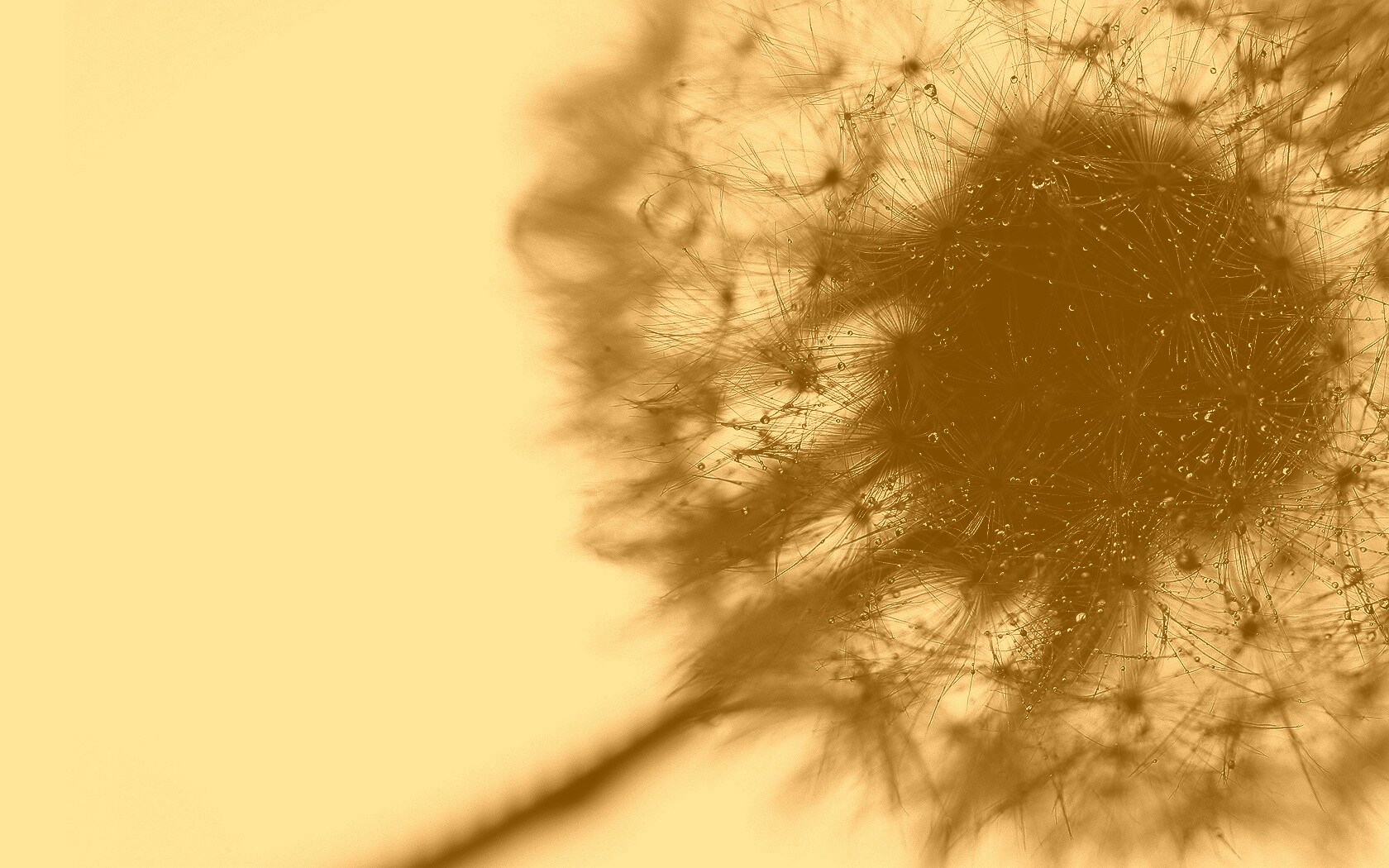 Одуванчик  обои