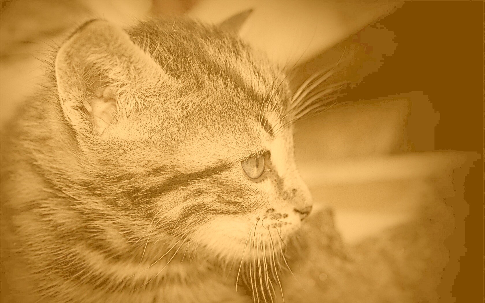 Котенок с голубыми глазами обои