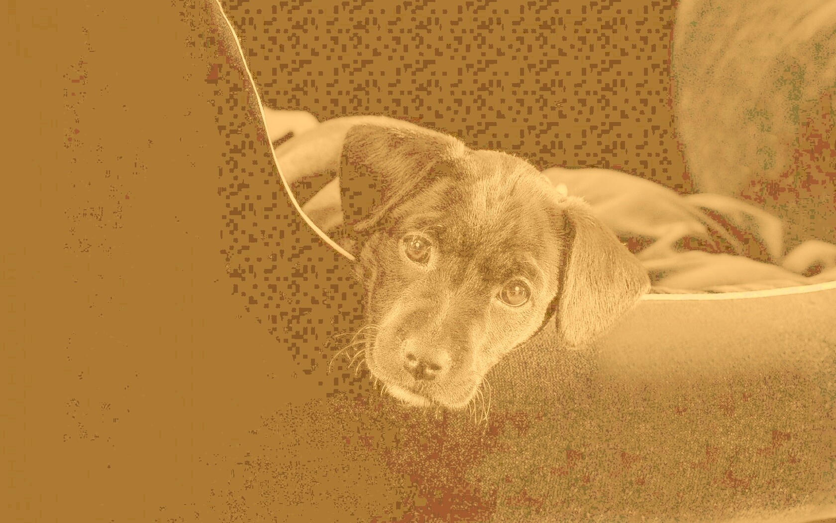 Собачка в сумке обои