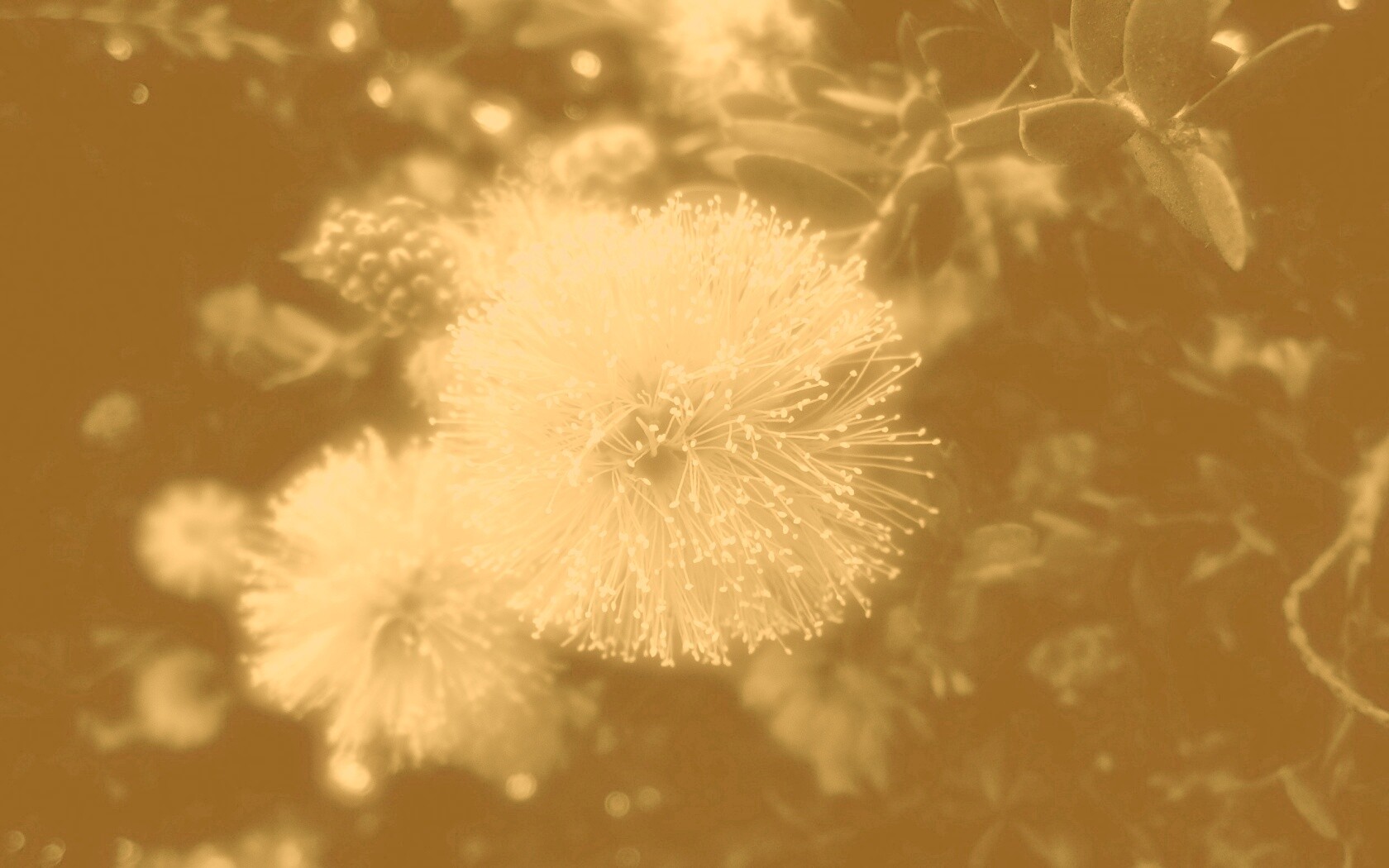 Сказочный цветок обои