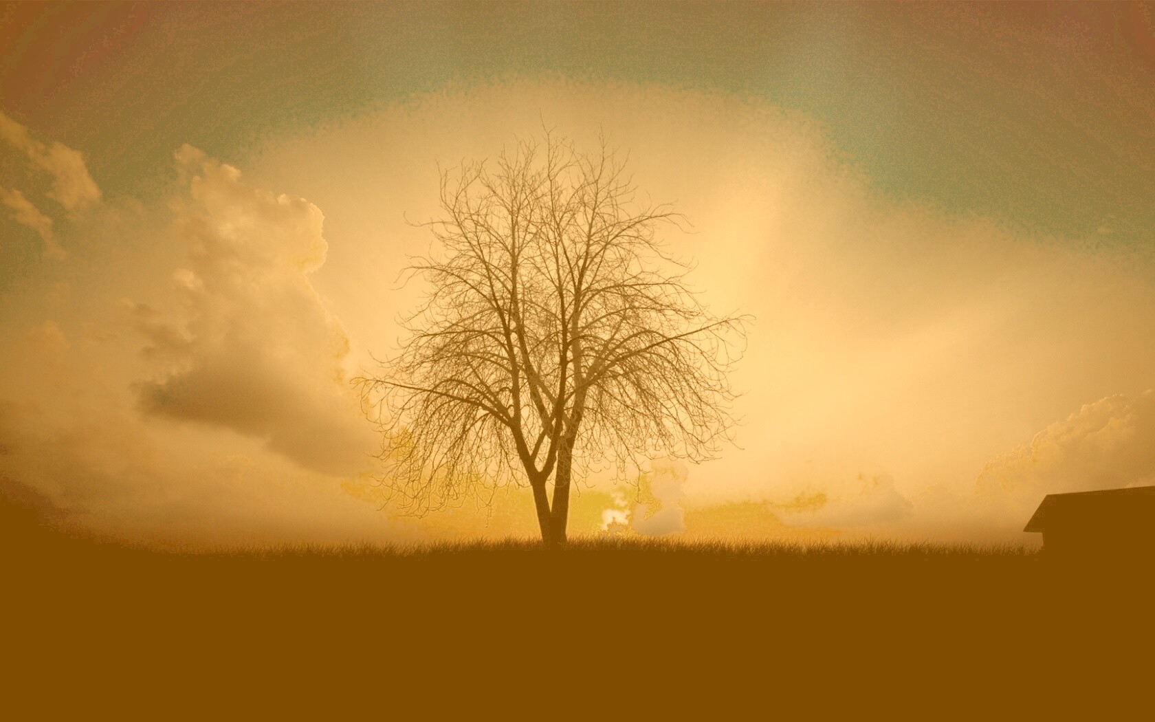 Дерево на закате обои