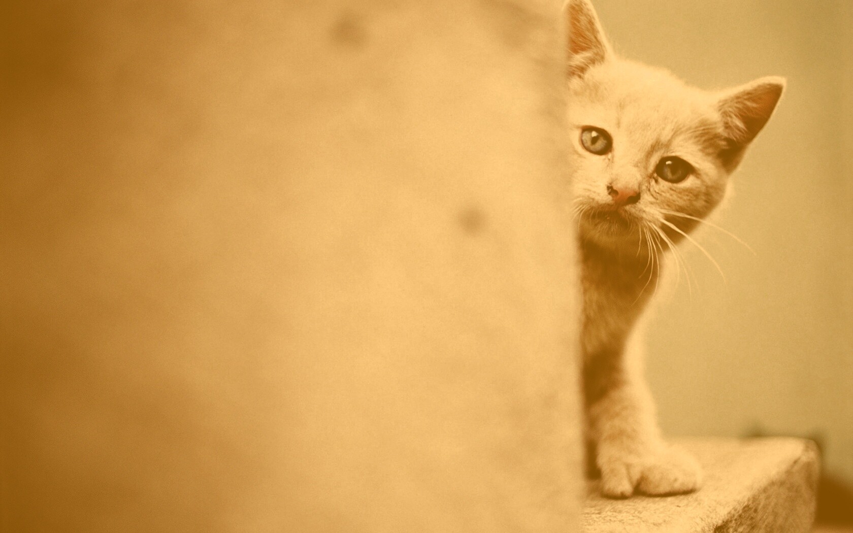 Котик из-за угла обои