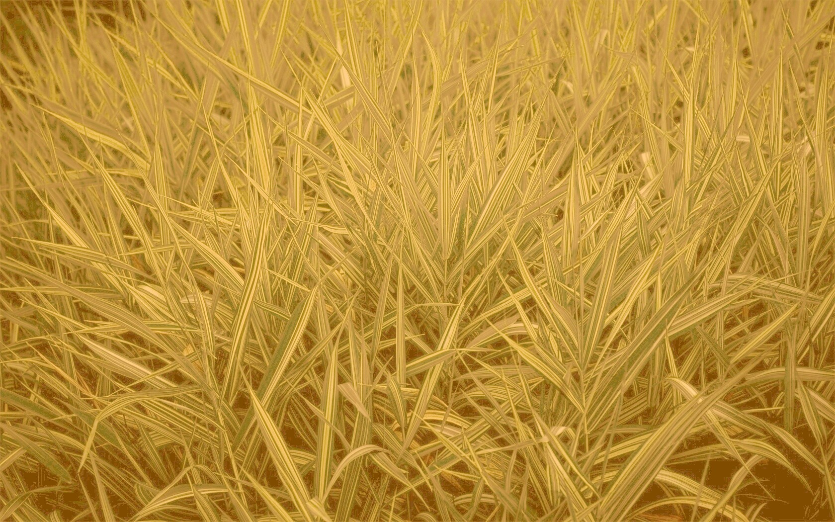 Дикая трава обои